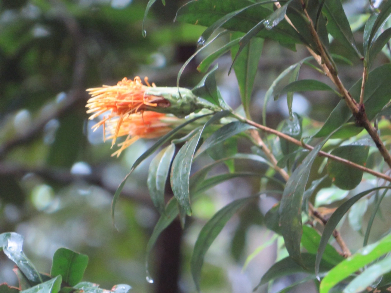 Stifftia, plantas, fotografado em Maresias, São Sebastião
