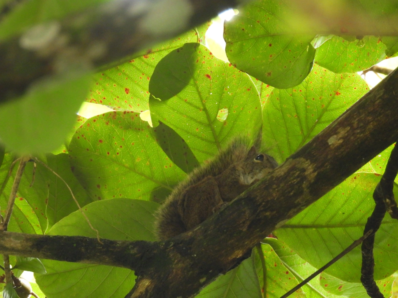 Caxinguelê (Sciurus brasiliensis), mamíferos, fotografado em Bonete, Ilhabela