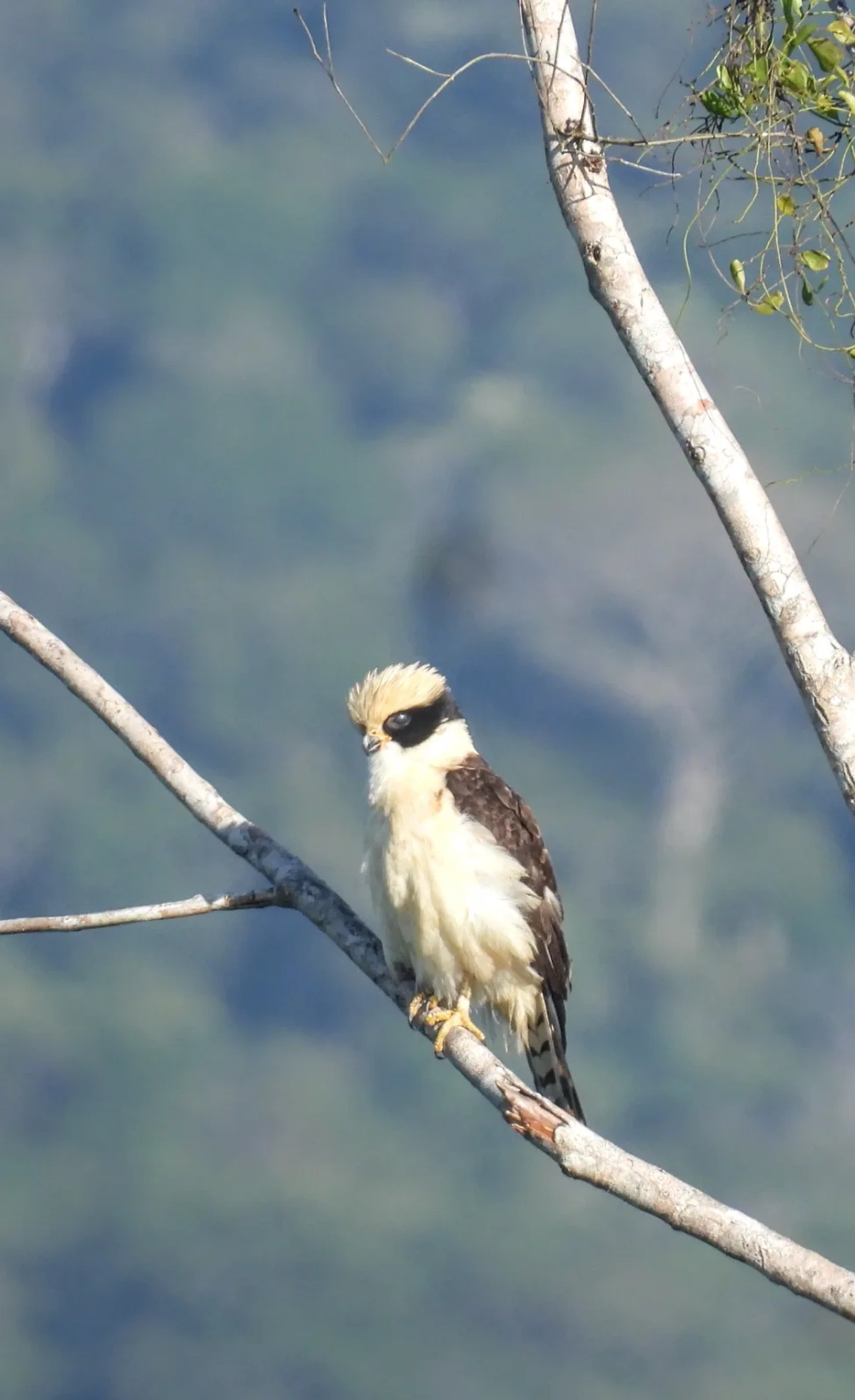 Acauã (Herpetotheres cachinnans), aves, fotografado em Maresias, São Sebastião