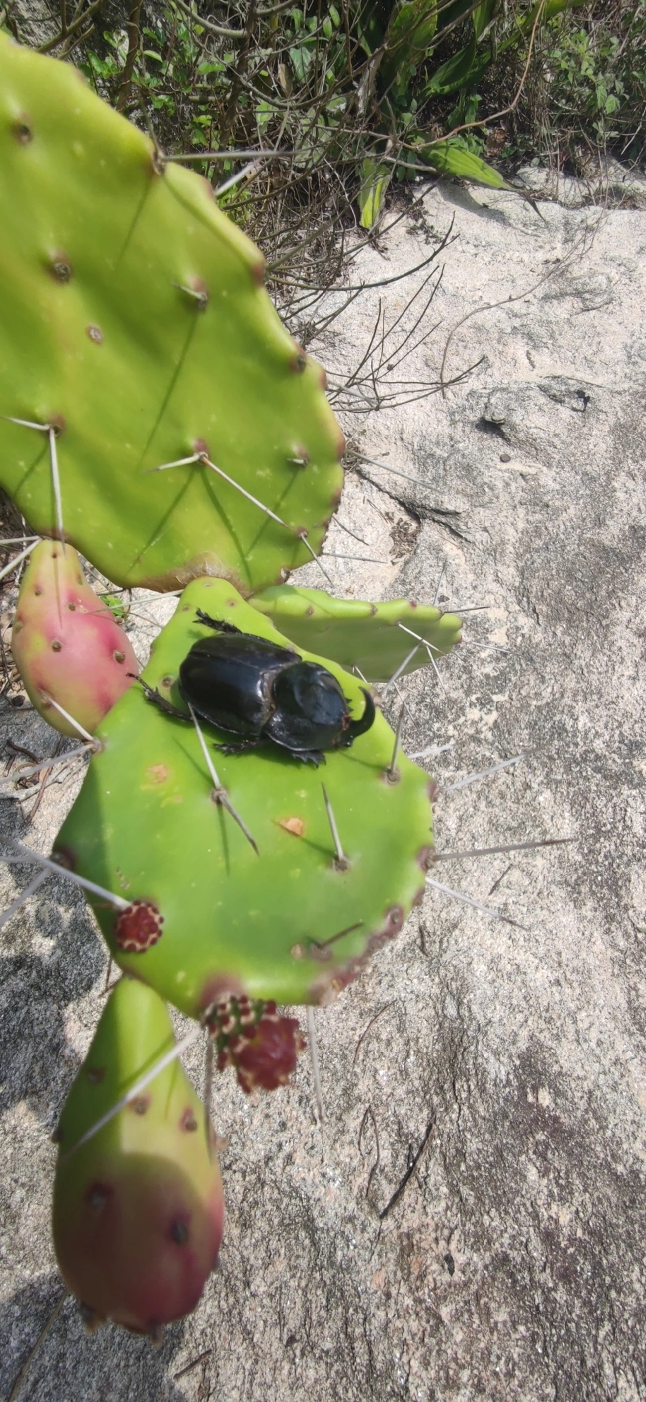 Besouro-rinoceronte (Enema pan), insetos, fotografado em Toque-Toque Grande, São Sebastião