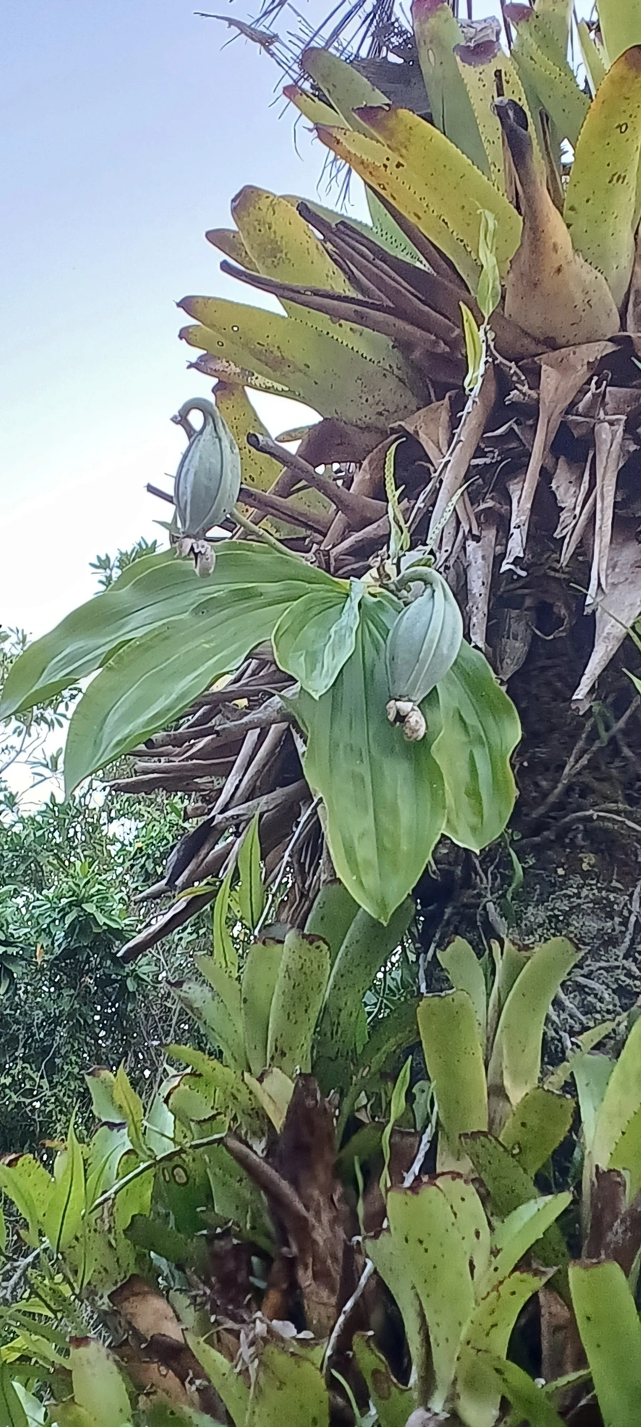 Cataseto-pintado (Catasetum maculatum), plantas, fotografado em Maresias, São Sebastião