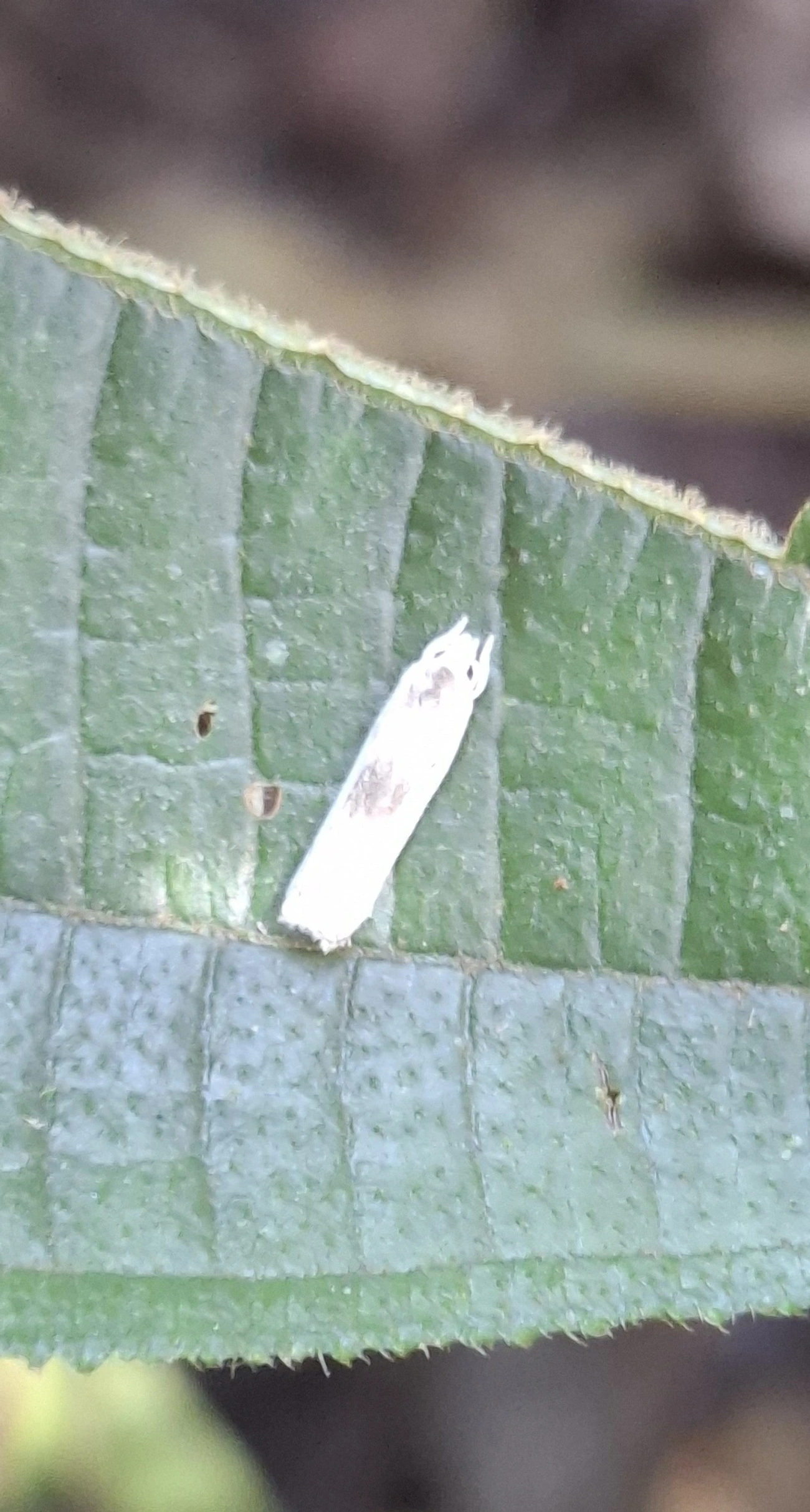 Gelechioidea, insetos, fotografado em Enxovas, Ilhabela