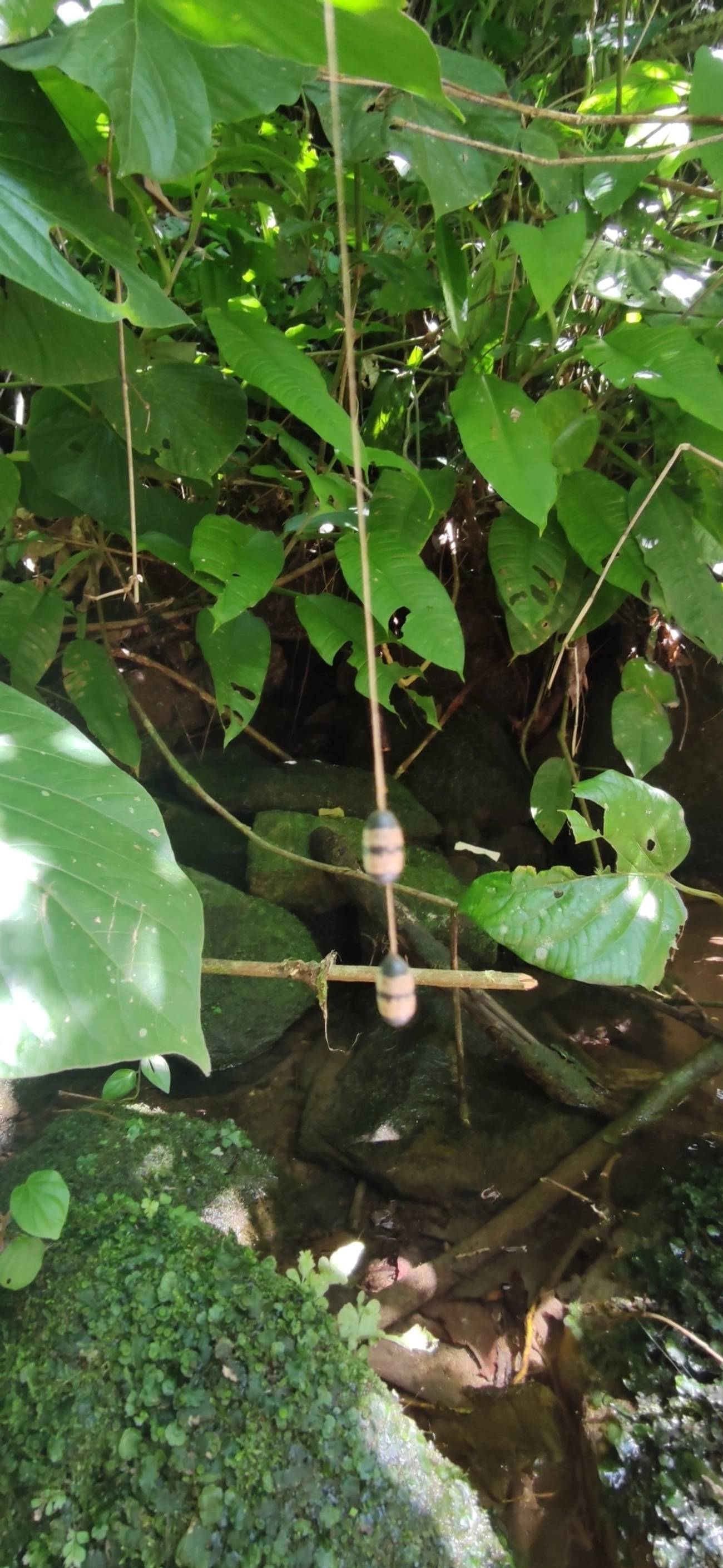 Campopleginae, insetos, fotografado em Maresias, São Sebastião