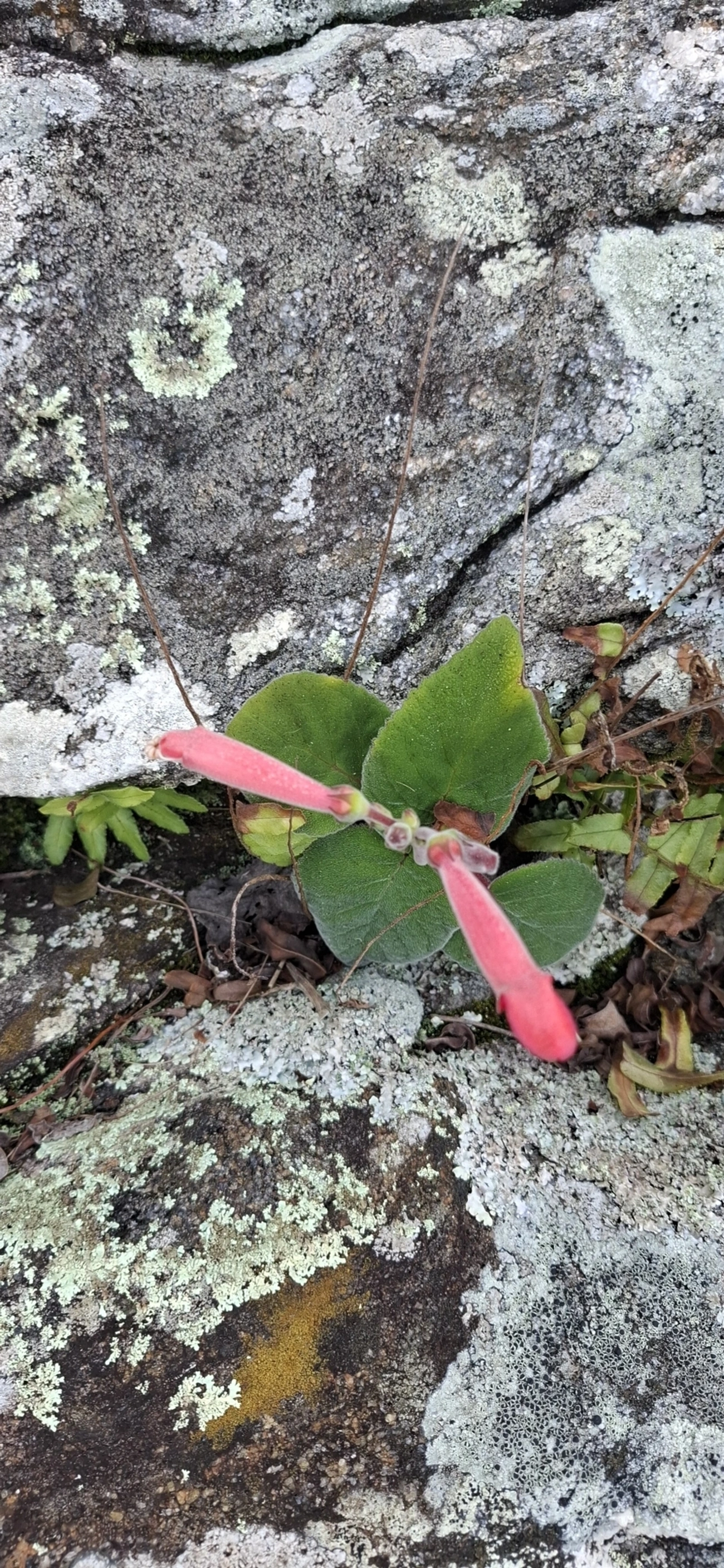 Sinningia iarae, plantas, fotografado em Calhetas, São Sebastião