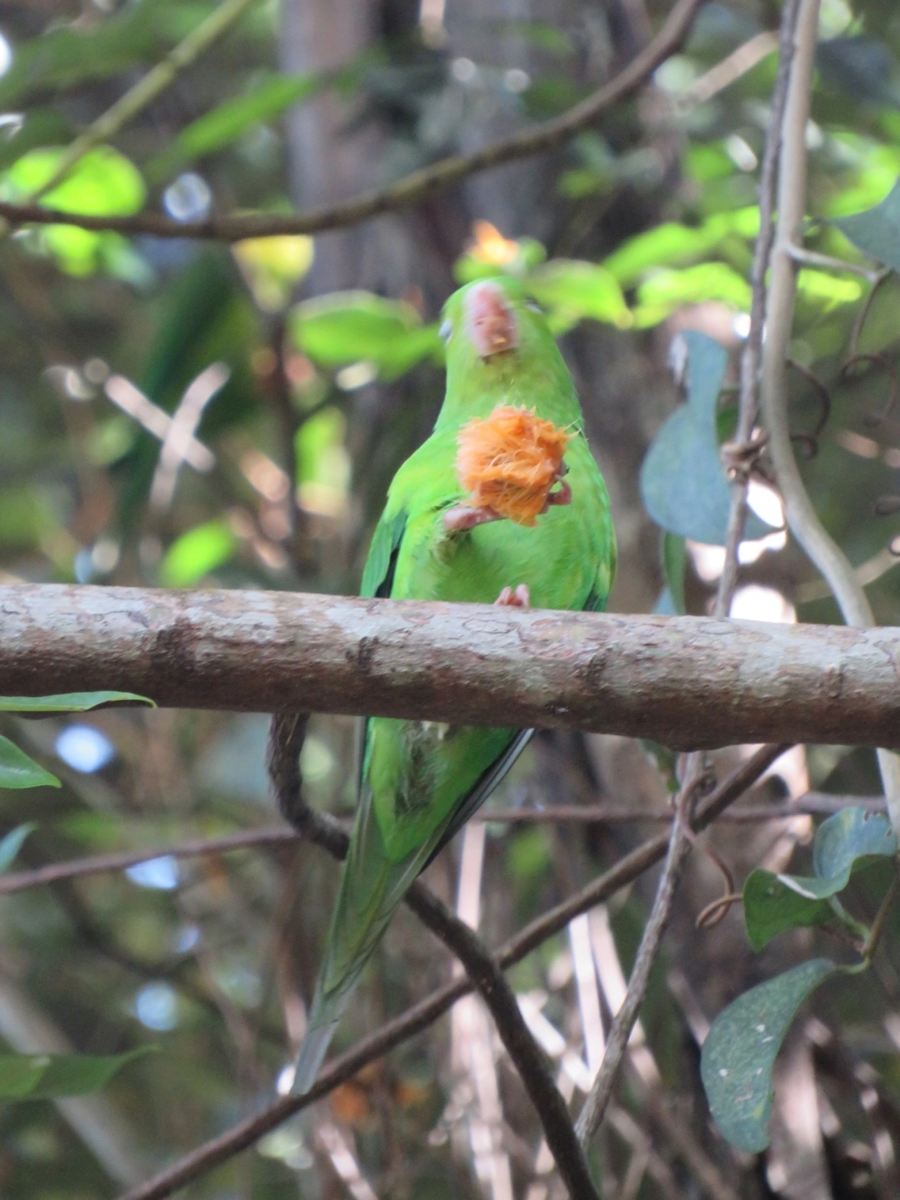 Periquito-rico (Brotogeris tirica), aves, fotografado em Maresias, São Sebastião
