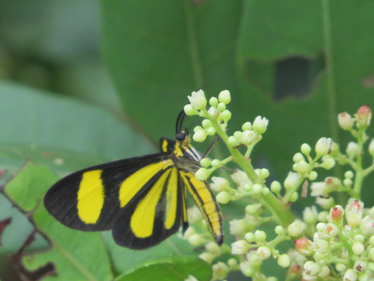 Cyllopoda claudicula, insetos, fotografado em Maresias, São Sebastião