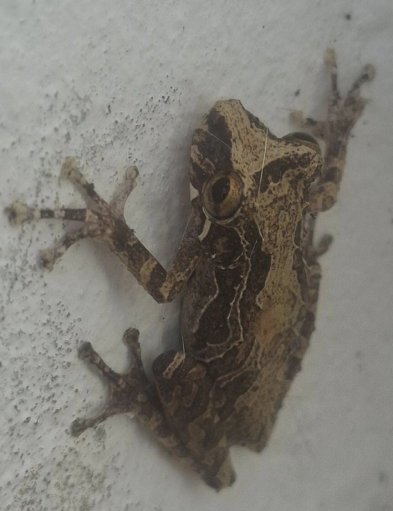 Perereca-do-litoral (Ololygon littoralis), anfíbios, fotografado em Maresias, São Sebastião