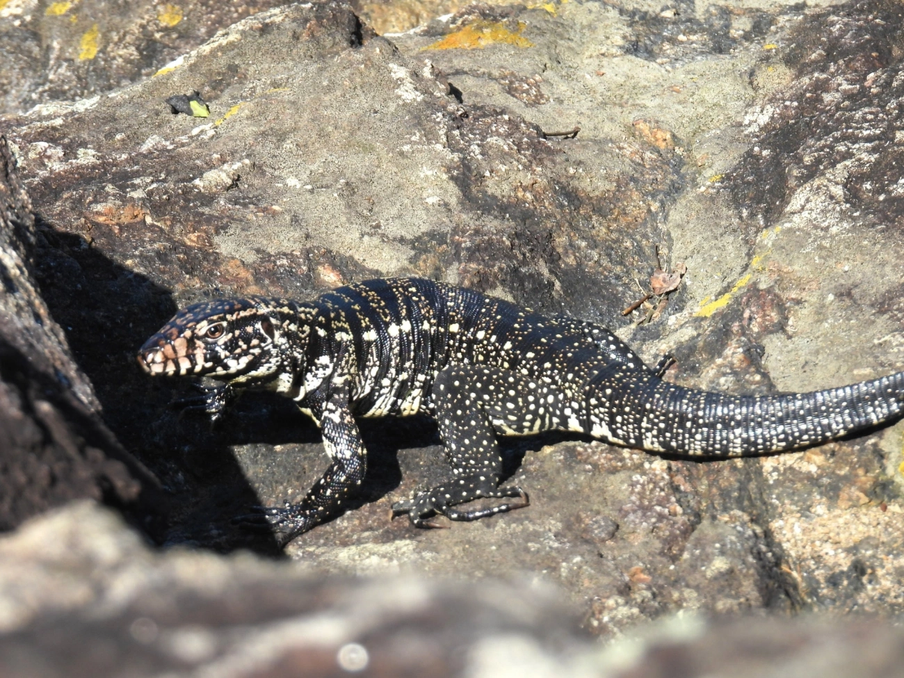 Teiú (Salvator merianae), répteis, fotografado em Maresias, São Sebastião