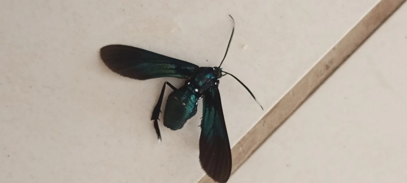 Poliopastea, insetos, fotografado em Maresias, São Sebastião