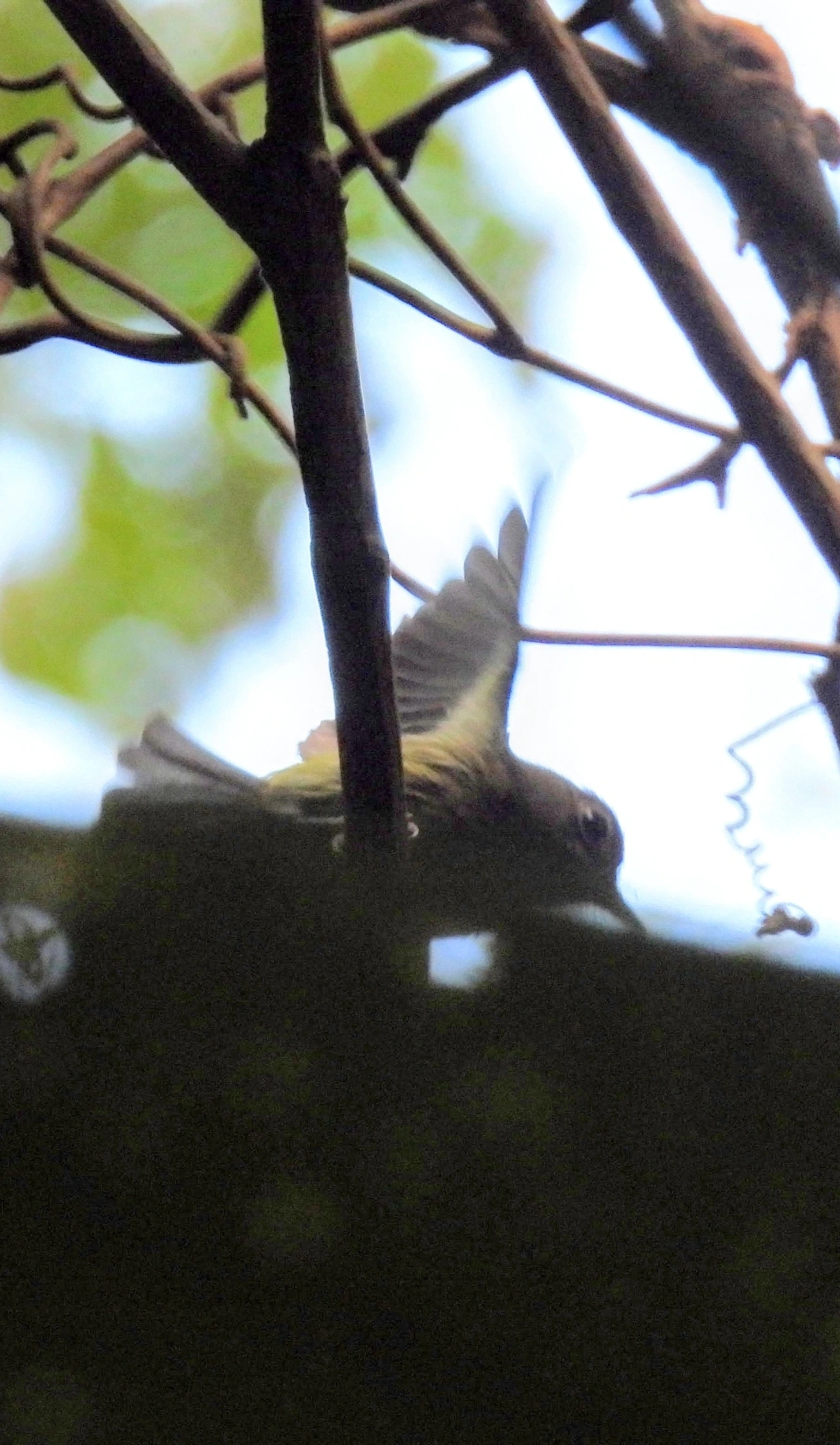 Juruviara (Vireo chivi), aves, fotografado em Maresias, São Sebastião
