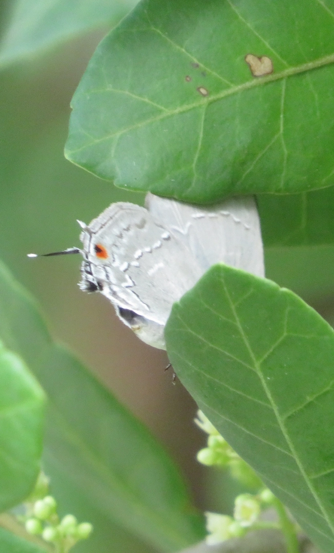 Cabeludinha cinza-pérola (Strephonota tephraeus), insetos, fotografado em Maresias, São Sebastião