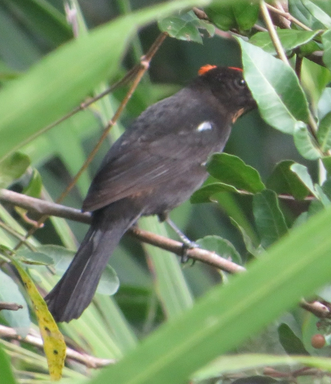 Tiê-galo (Loriotus cristatus), aves, fotografado em Maresias, São Sebastião