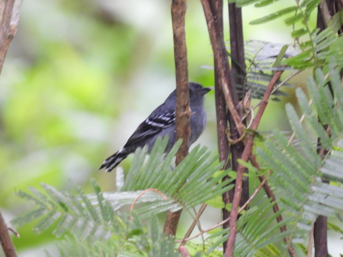 Choca-da-mata (Thamnophilus caerulescens), aves, fotografado em Catuçaba, São Luíz do Paraitinga
