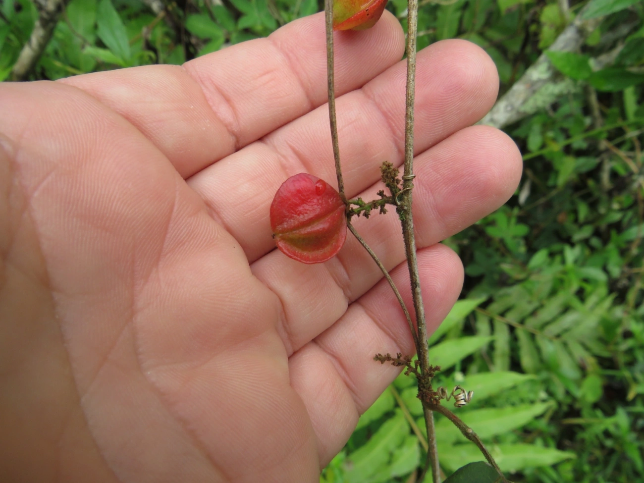 Paullinia, plantas, fotografado em Maresias, São Sebastião