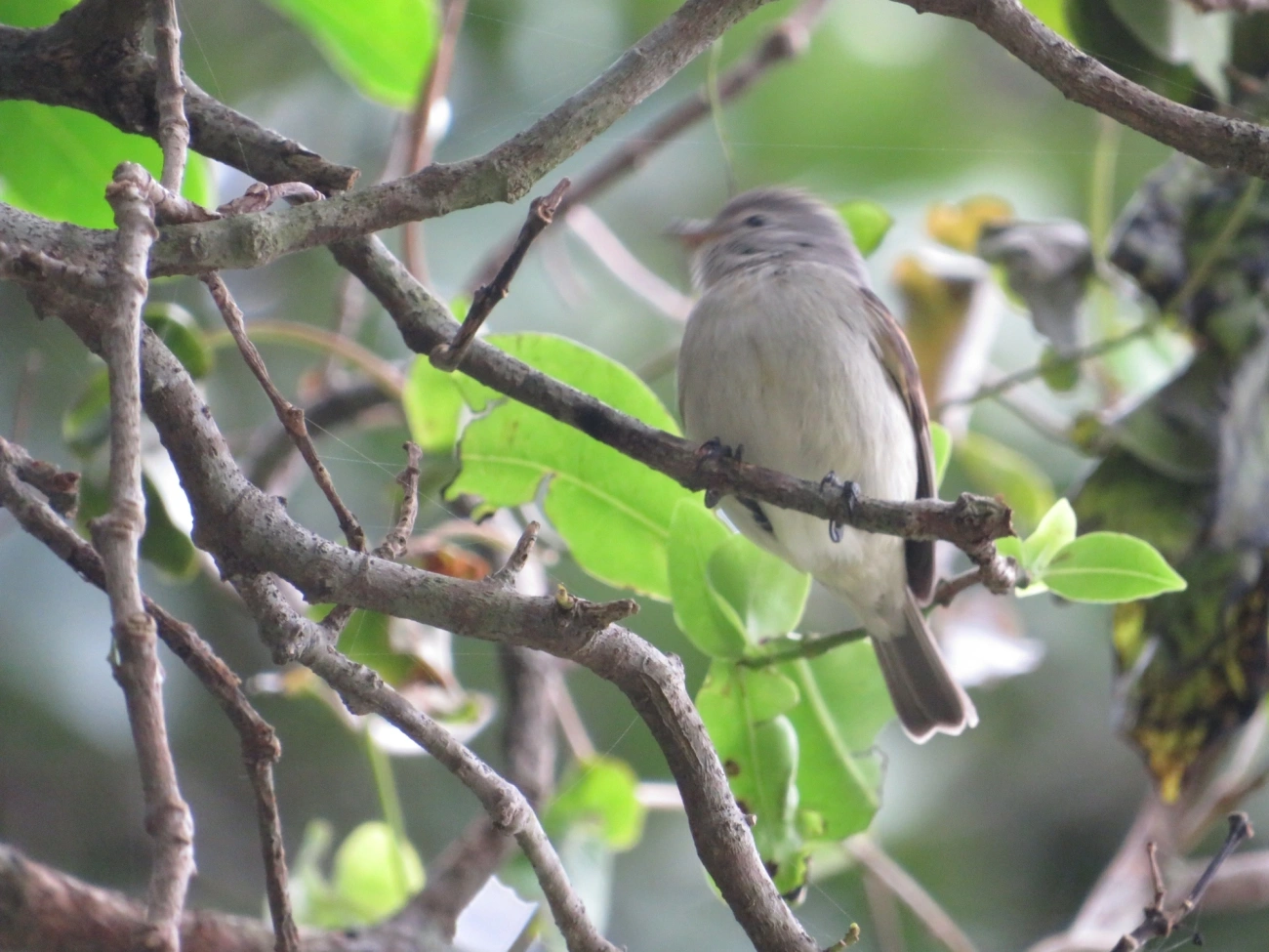 Risadinha (Camptostoma obsoletum), aves, fotografado em Maresias, São Sebastião