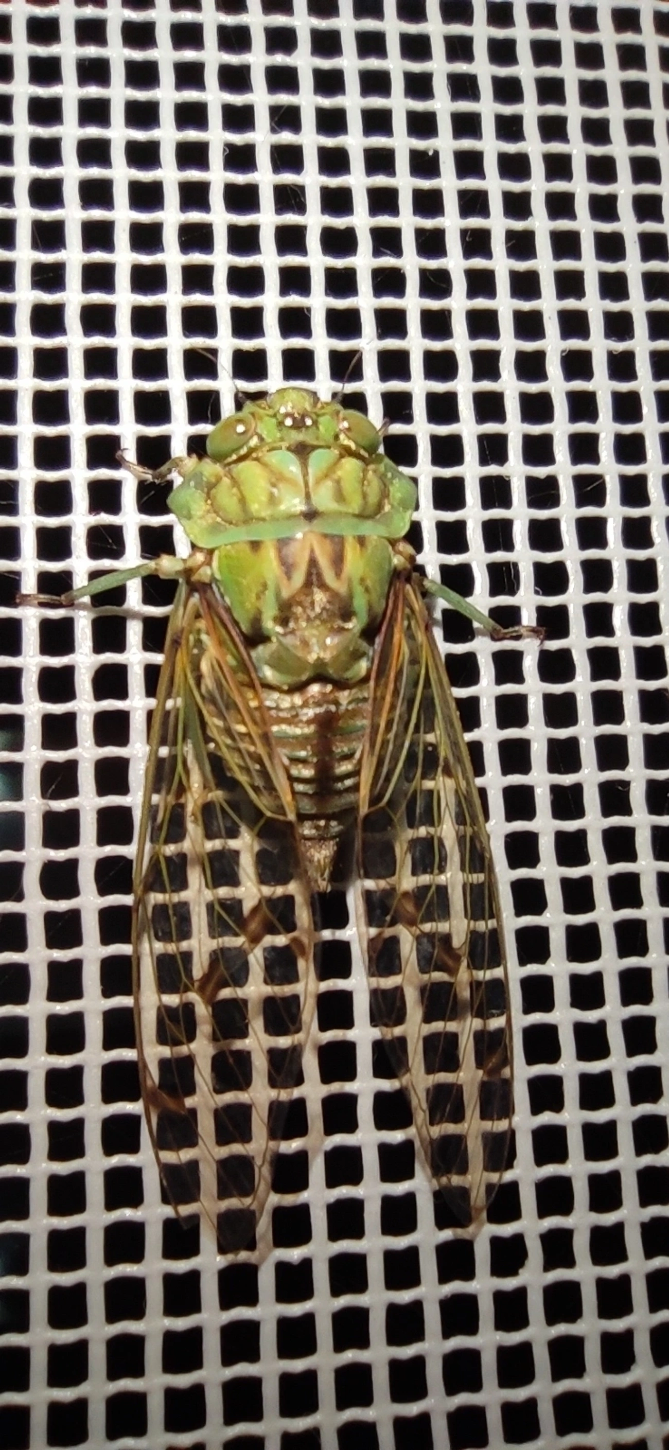 Cigarra-verde (Zammara tympanum), insetos, fotografado em Maresias, São Sebastião