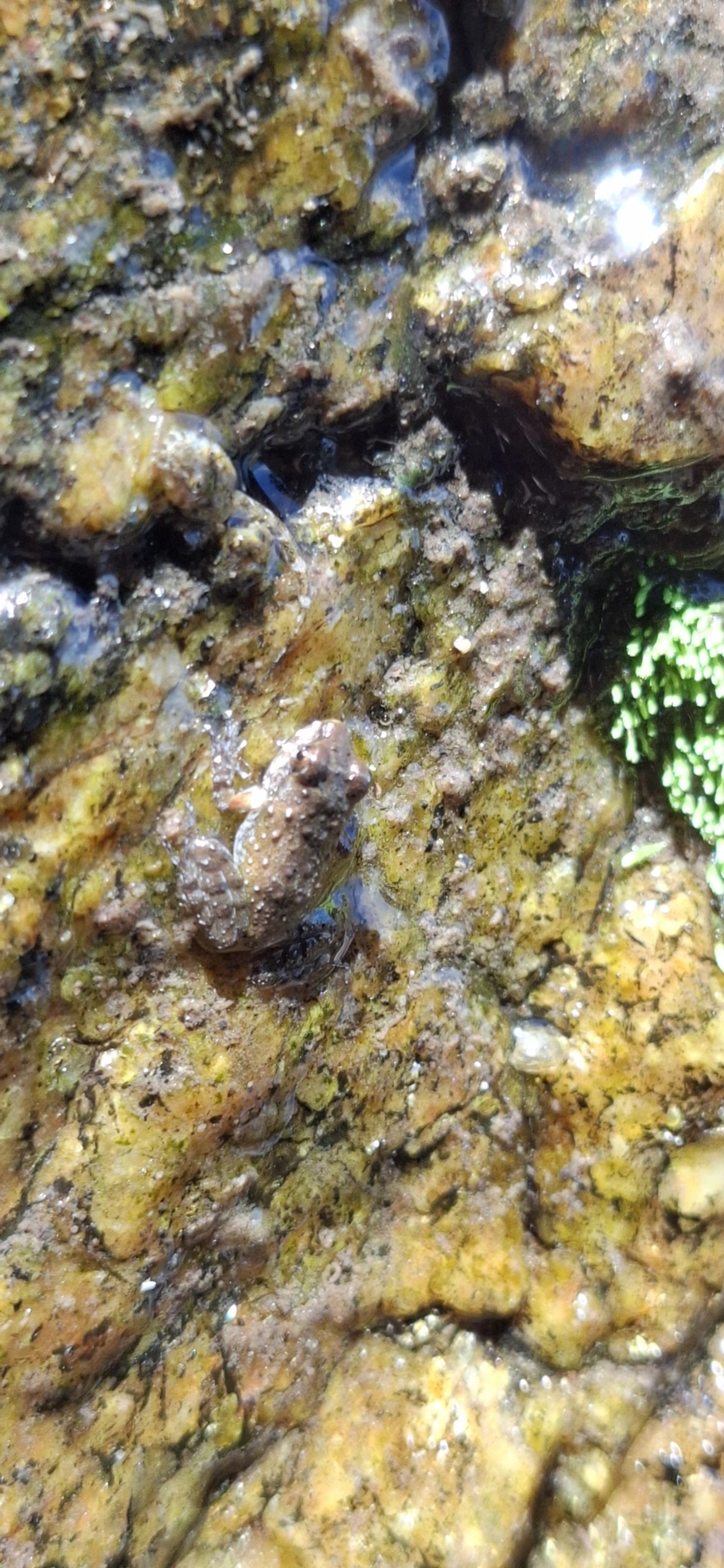 Rã-do-costão (Thoropa miliaris), anfíbios, fotografado em São Sebastião