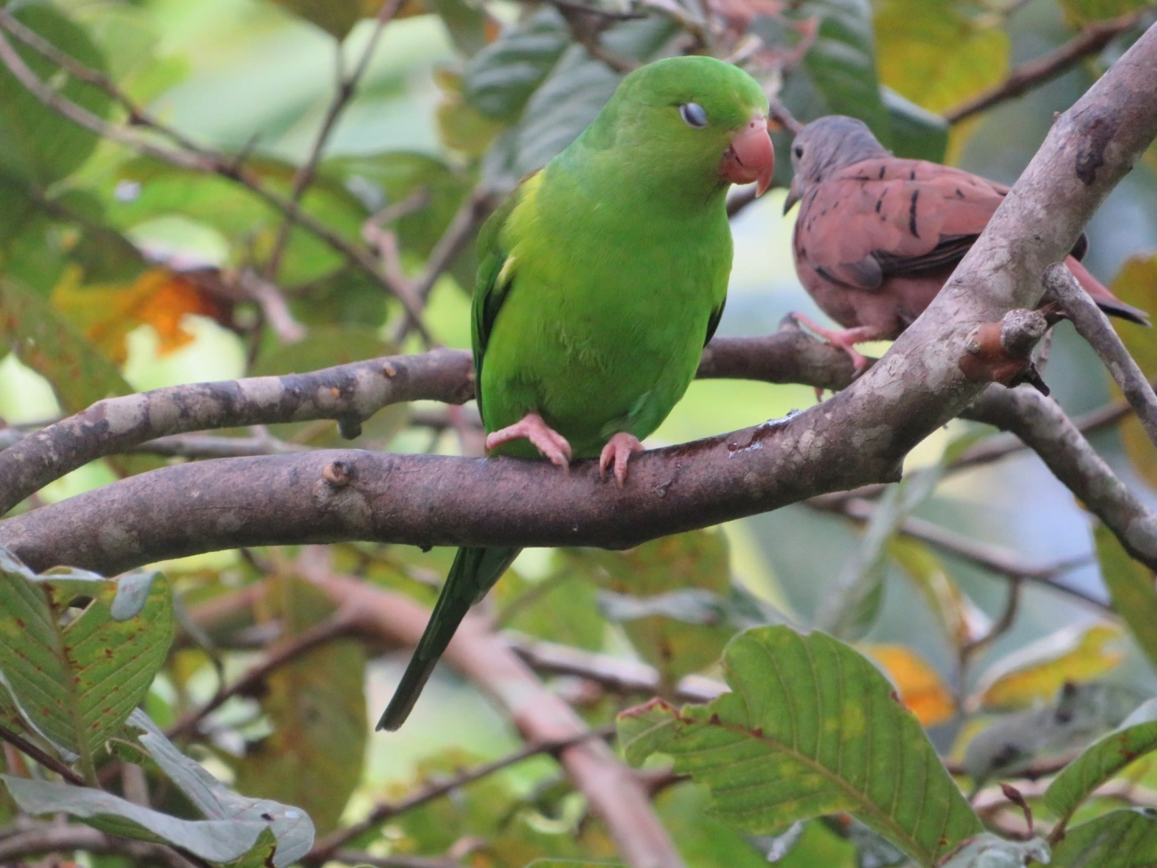 Periquito-rico (Brotogeris tirica), aves, fotografado em Maresias, São Sebastião