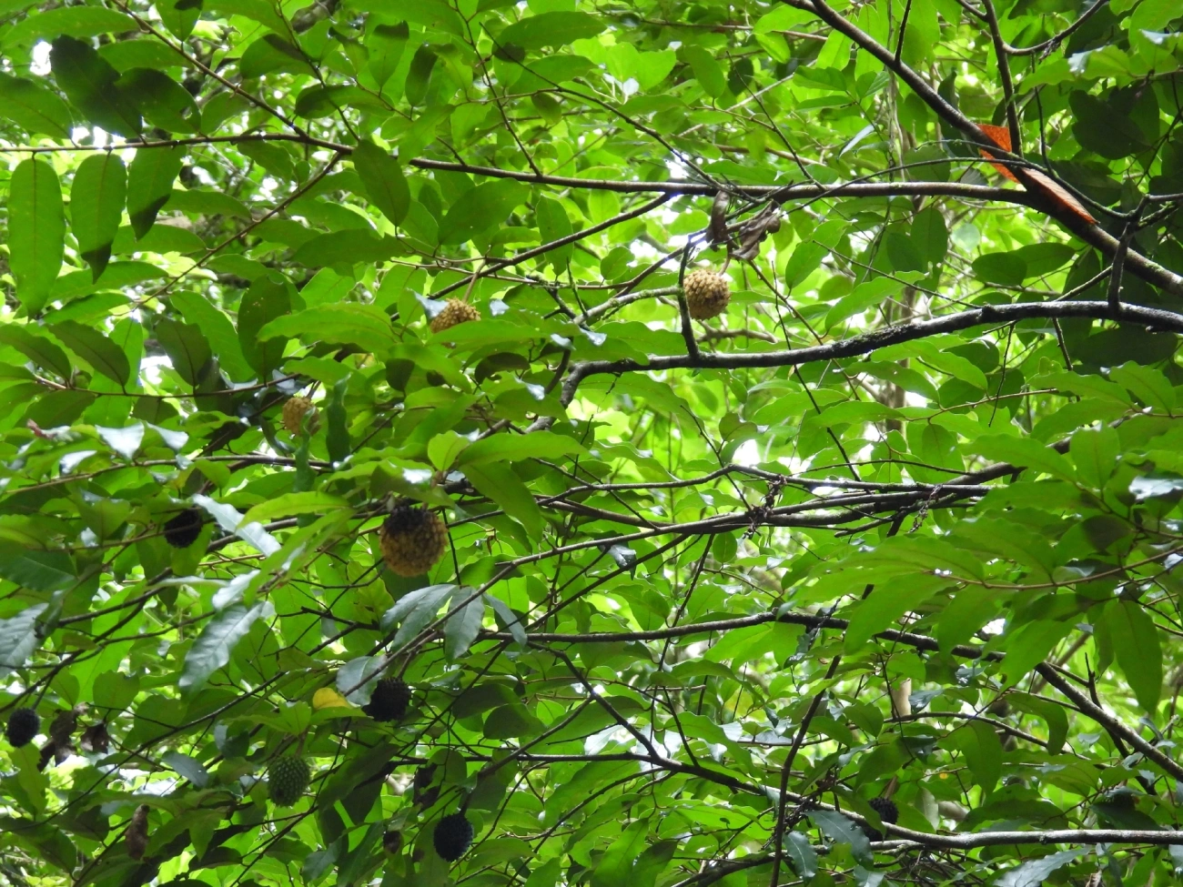 Biribá (Annona mucosa), plantas, fotografado em Boiçucanga, São Sebastião
