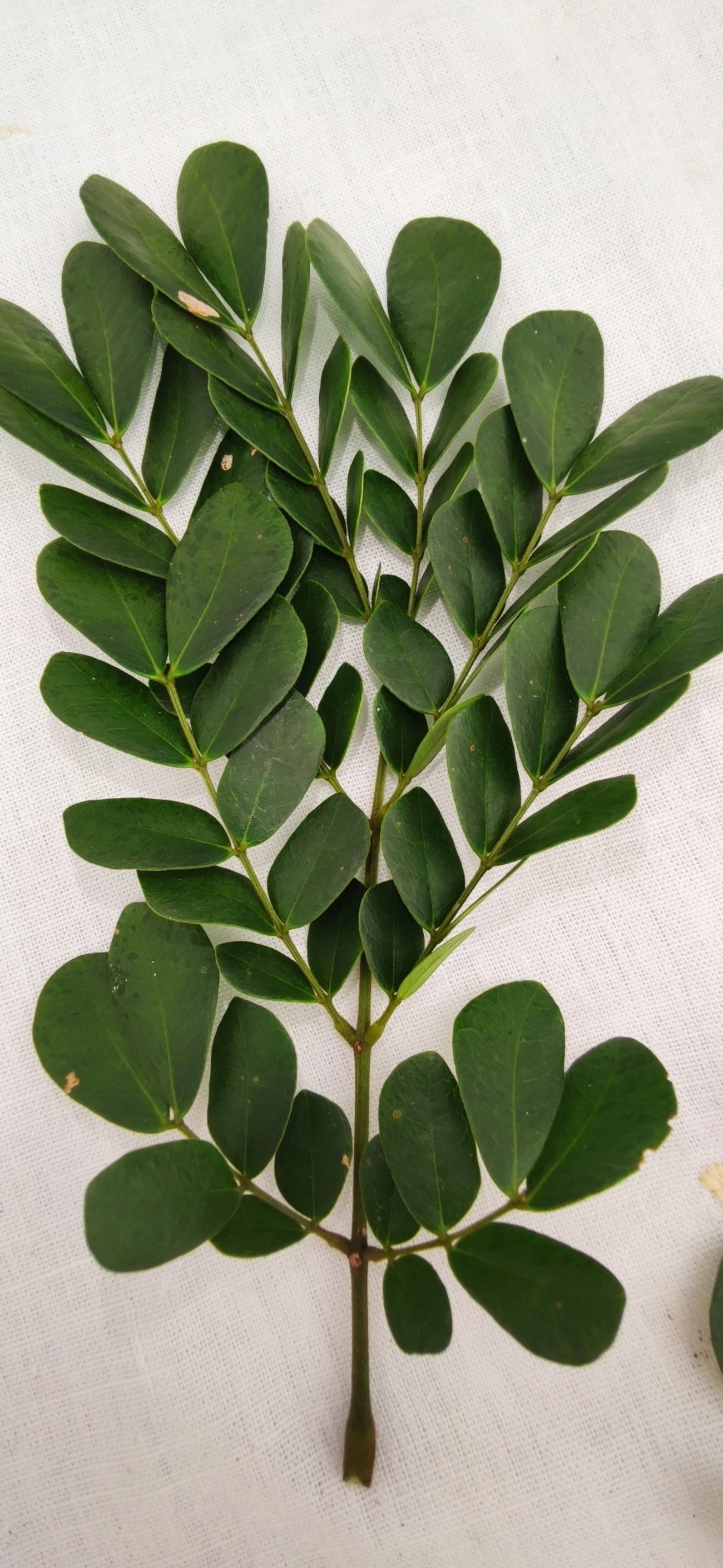 Ingarana (Jupunba trapezifolia micradenia), plantas, fotografado em Maresias, São Sebastião