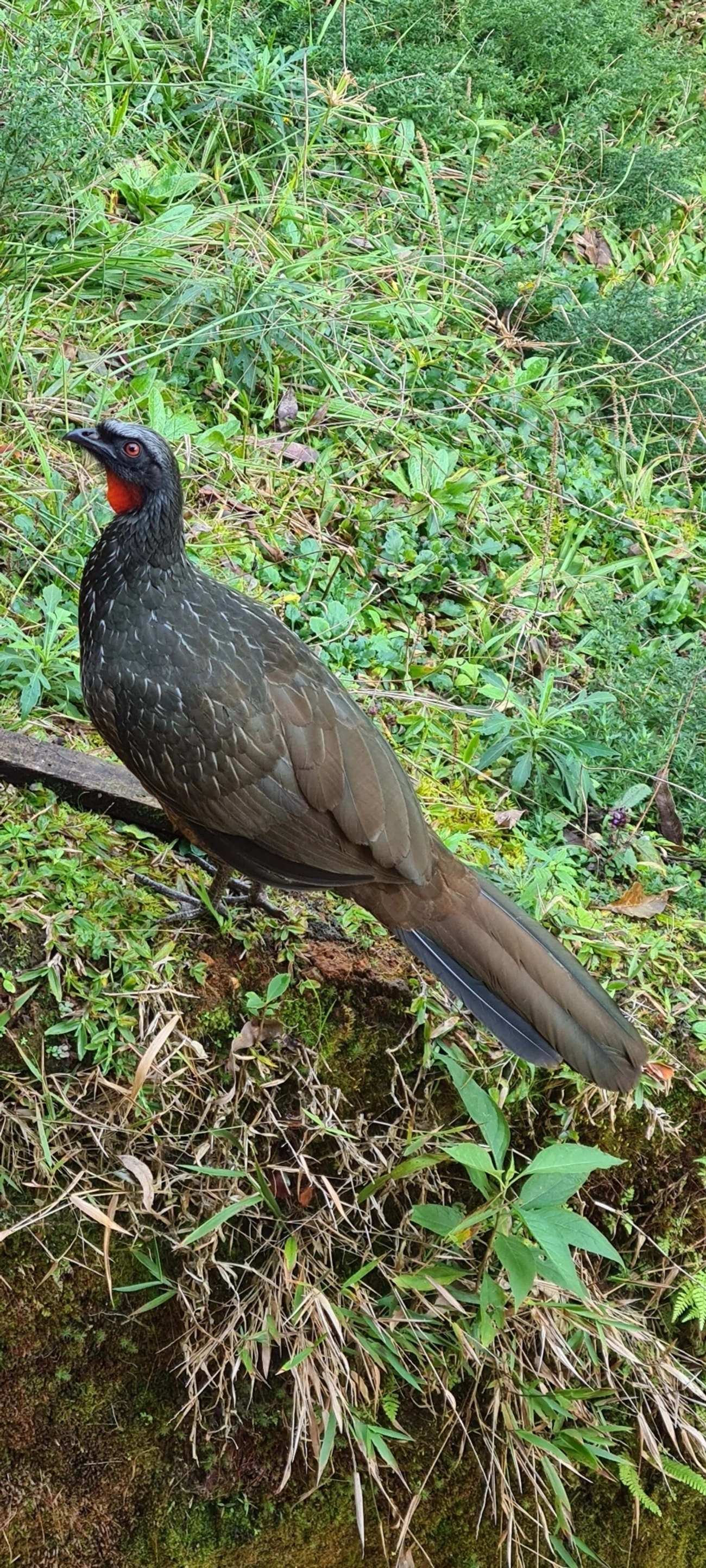 Jacuaçu (Penelope obscura), aves, fotografado em Maresias, São Sebastião