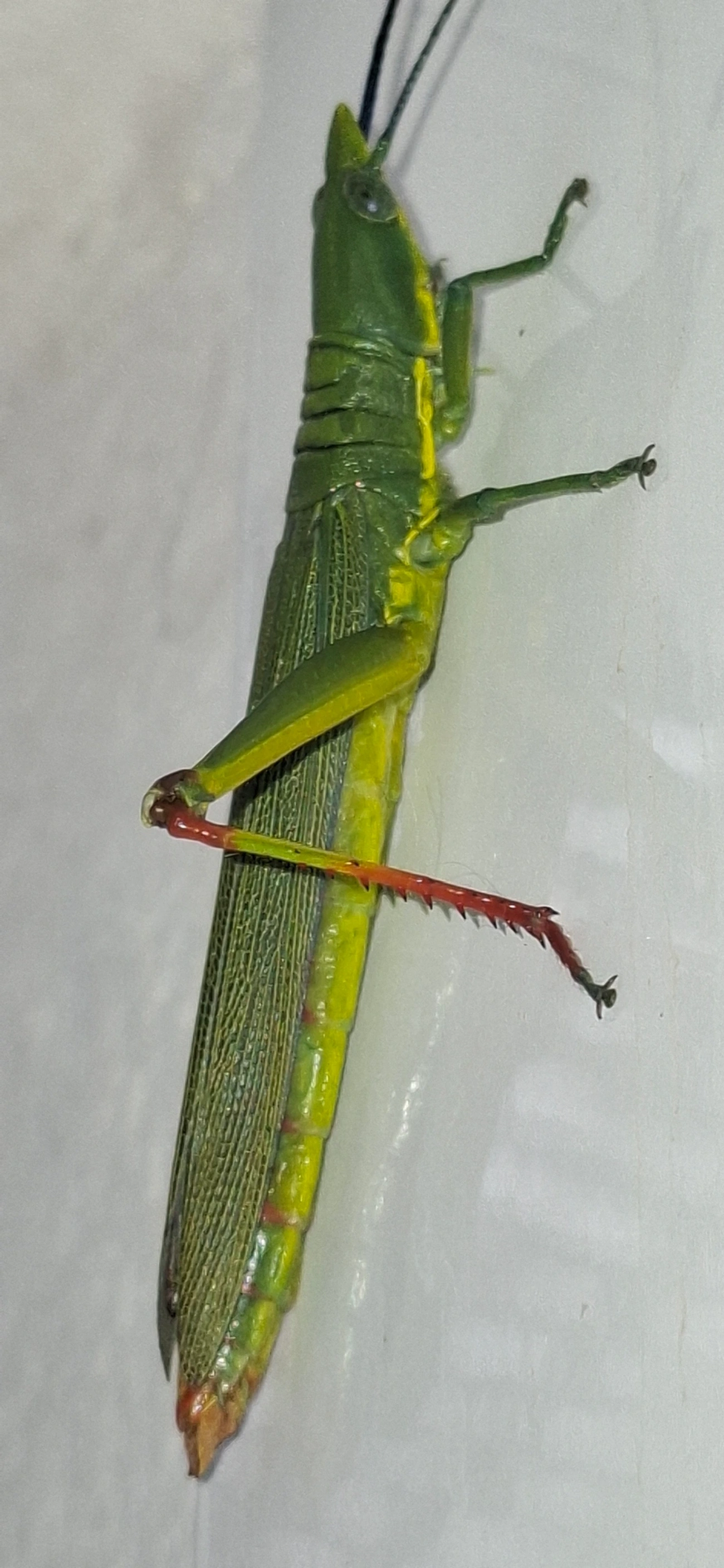 Opshomala viridis, insetos, fotografado em Maresias, São Sebastião