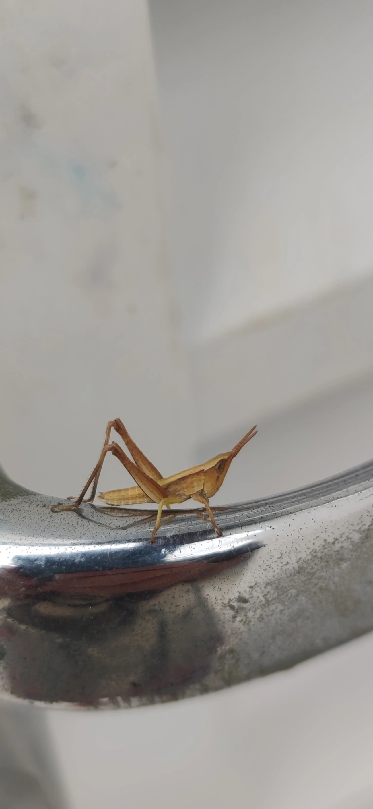 Acridinae, insetos, fotografado em Maresias, São Sebastião