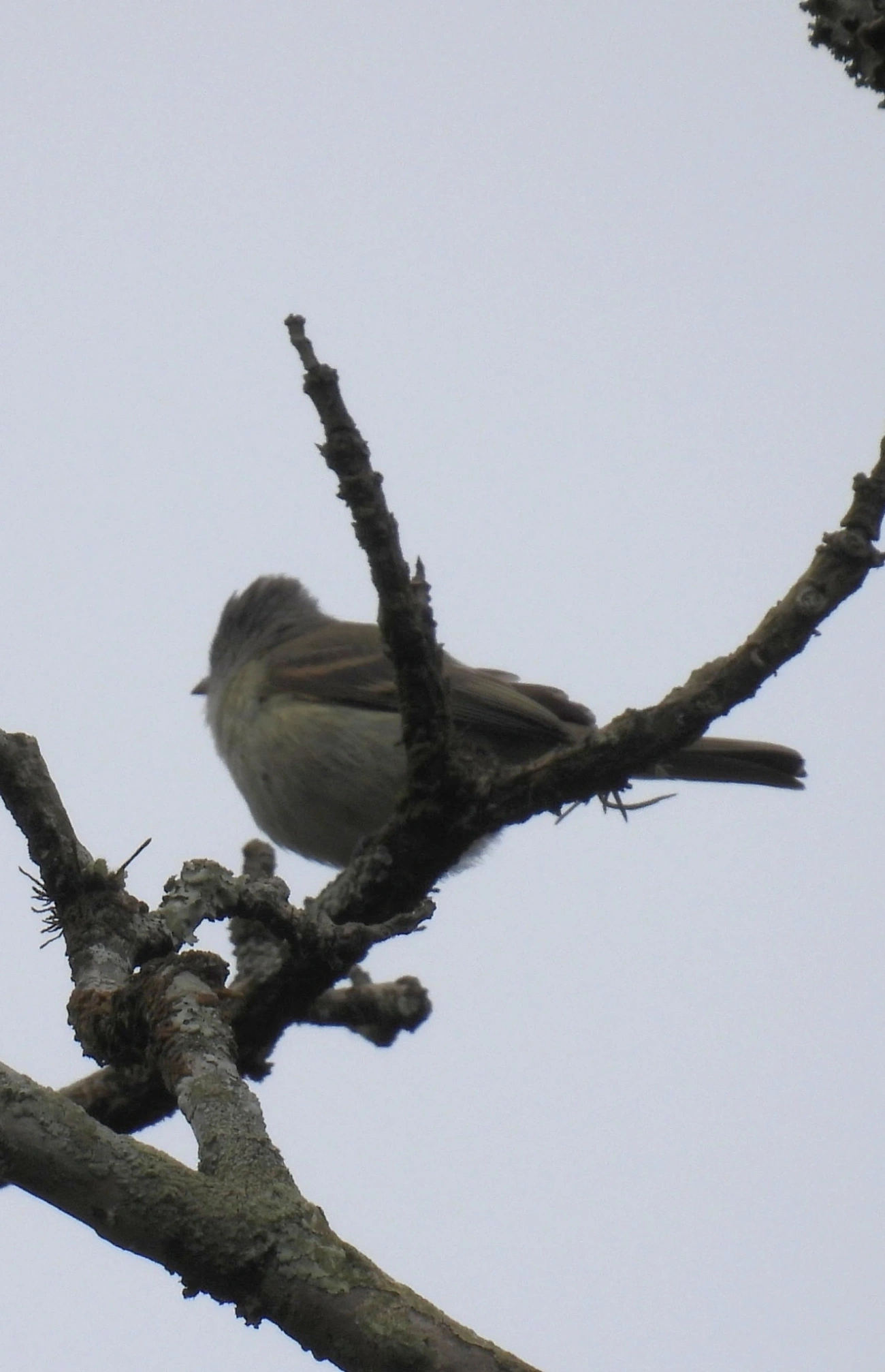 Risadinha (Camptostoma obsoletum), aves, fotografado em MQ2V+98Q - Parque Santa Tereza, Santa Isabel