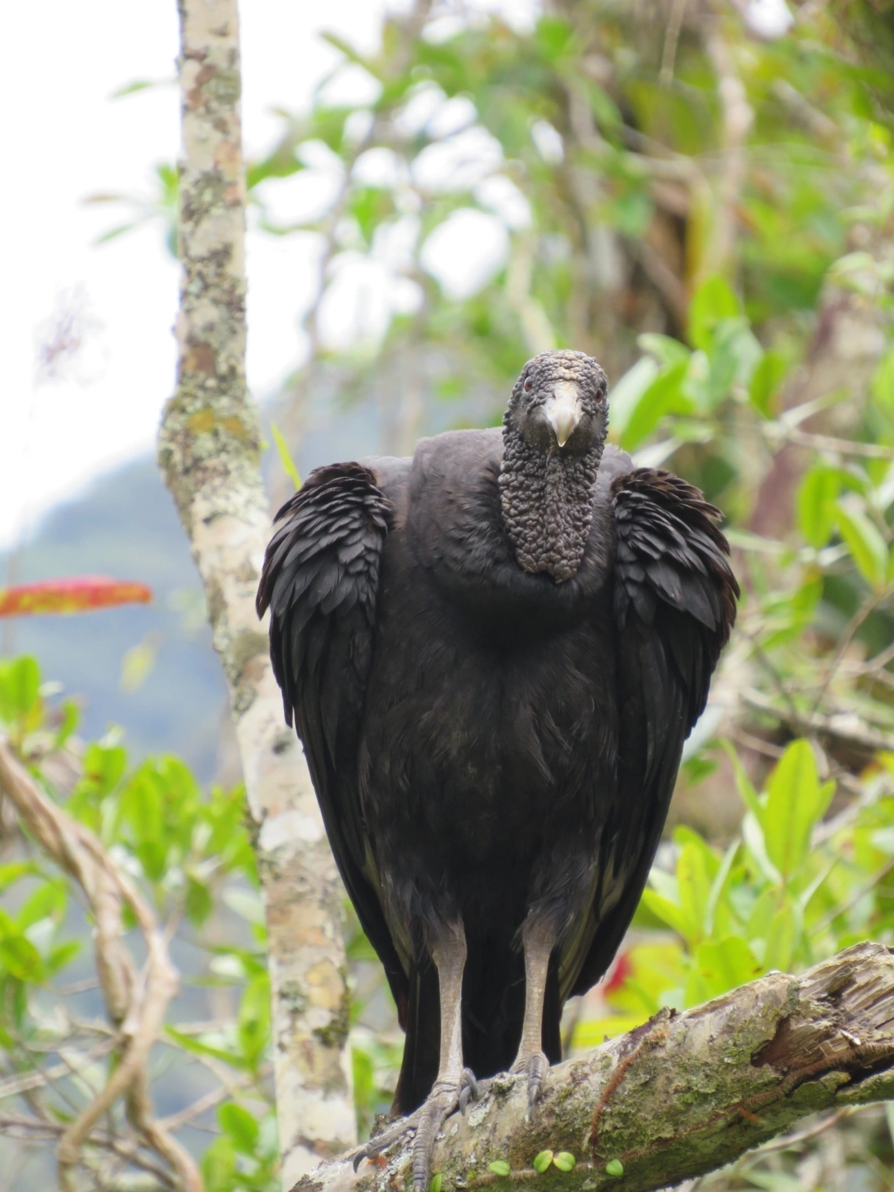 Urubu-de-cabeça-preta (Coragyps atratus), aves, fotografado em Maresias, São Sebastião