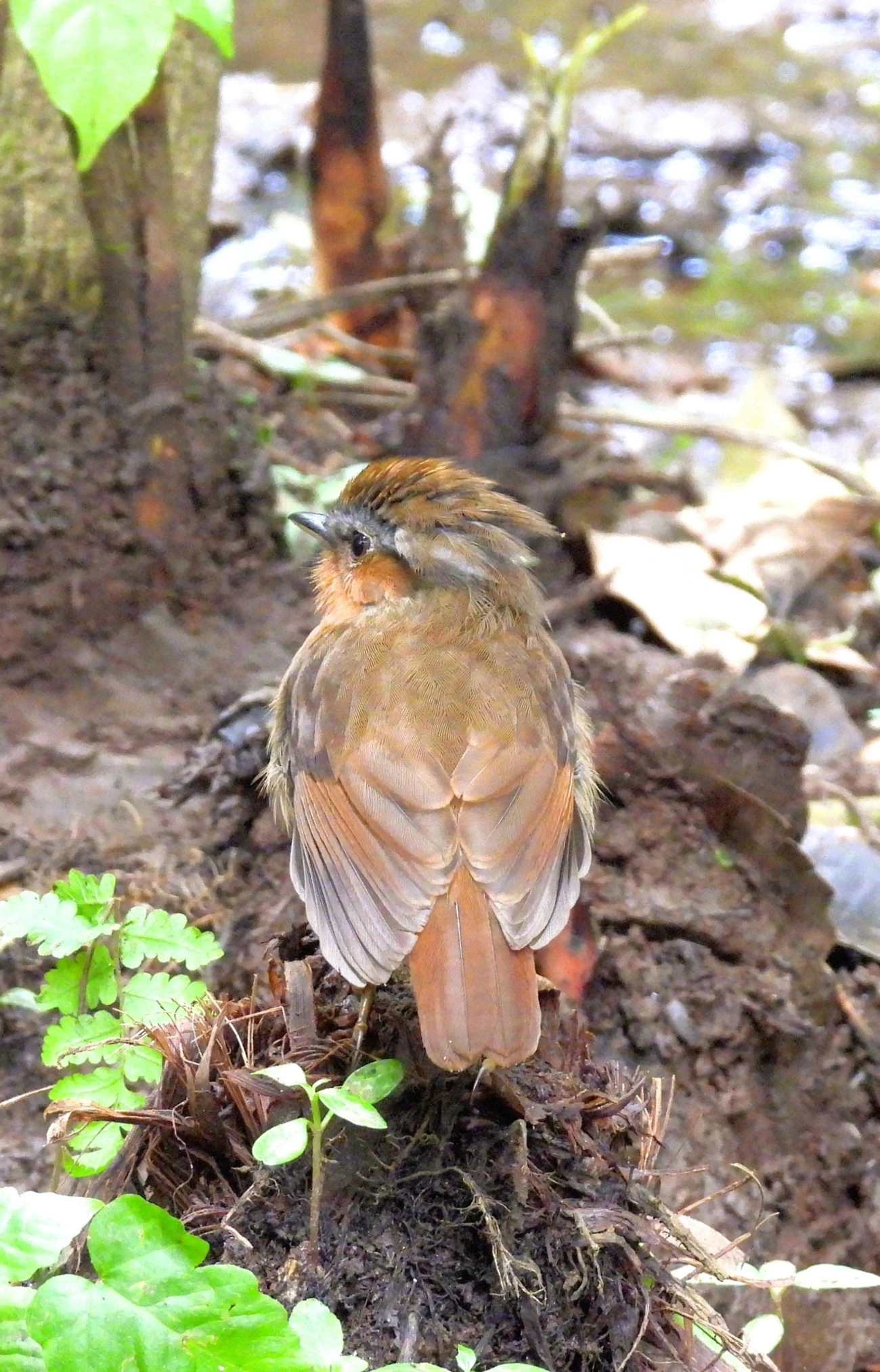 Chupa-Dente (Conopophaga lineata), aves, fotografado em Perequê, Ilhabela