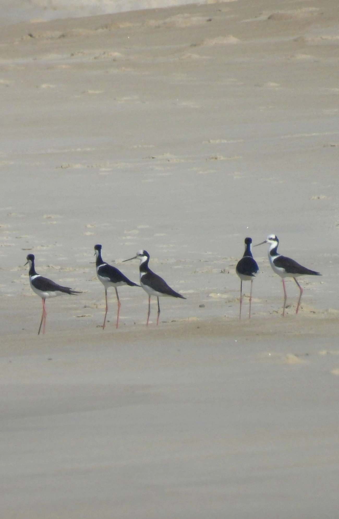 Pernilongo-de-costas-negras (Himantopus mexicanus), aves, fotografado em Maresias, São Sebastião