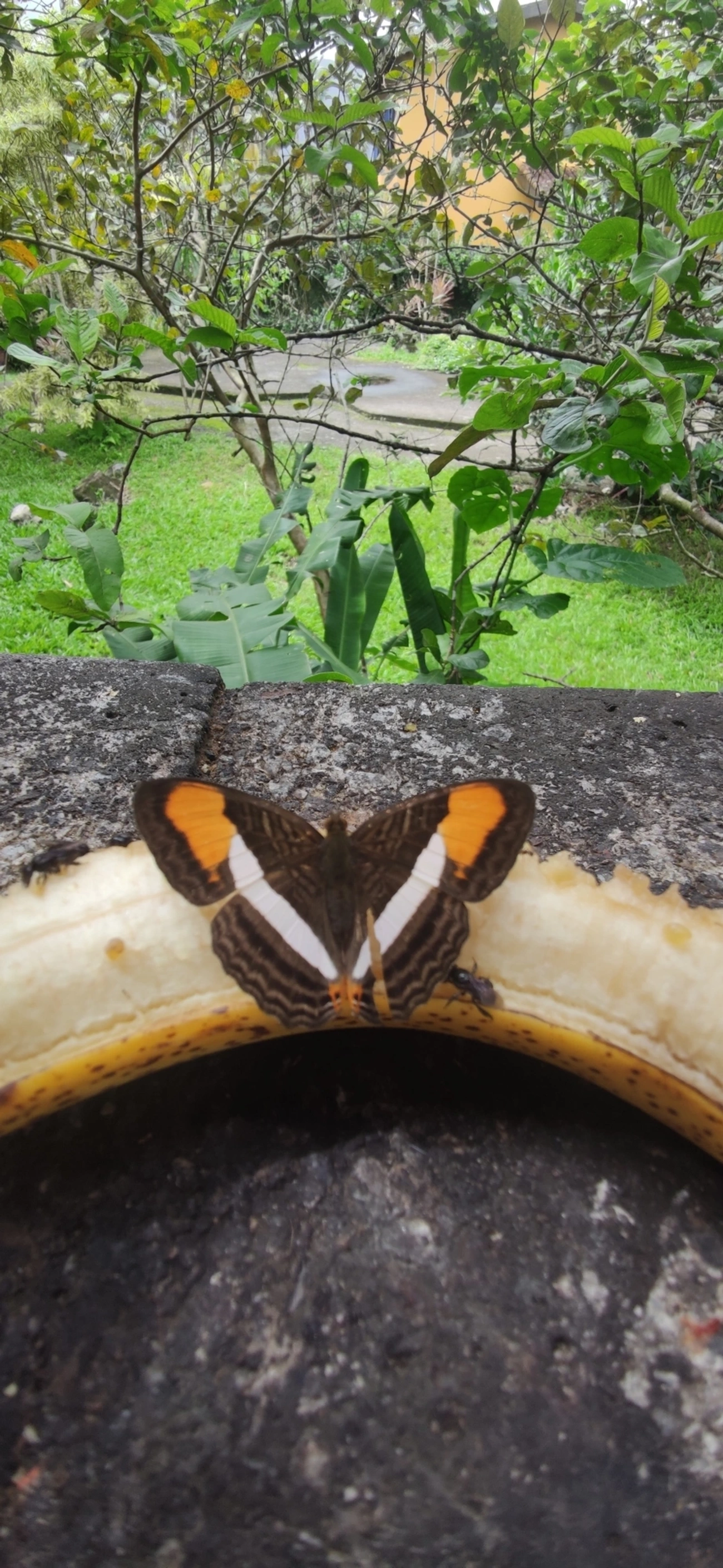 Irmã-de-faixa-lisa (Adelpha cytherea), insetos, fotografado em Maresias, São Sebastião