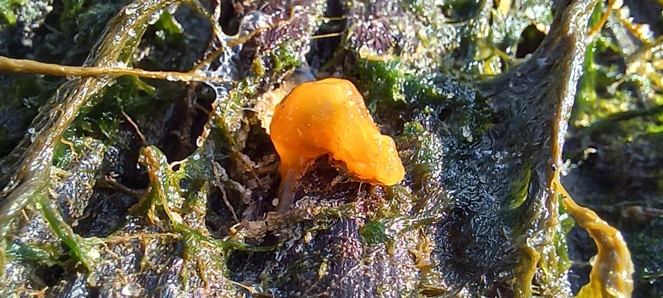 Doriopsilla, moluscos, fotografado em Maresias, São Sebastião