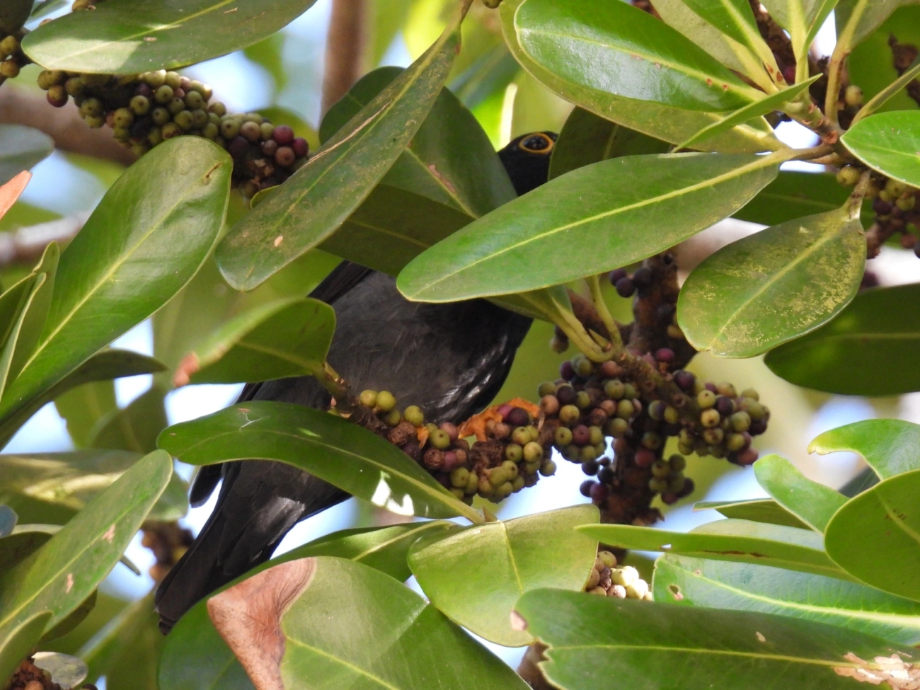 Sabiá-una (Turdus flavipes), aves, fotografado em Maresias, São Sebastião