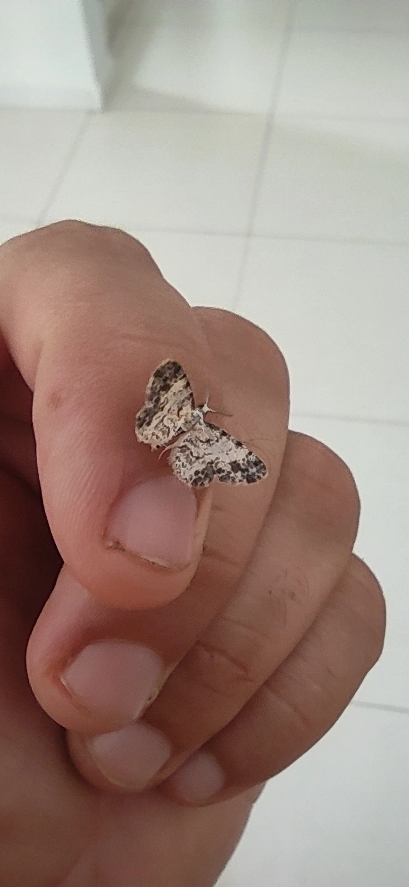 Mede-palmos (Geometridae), insetos, fotografado em Maresias, São Sebastião