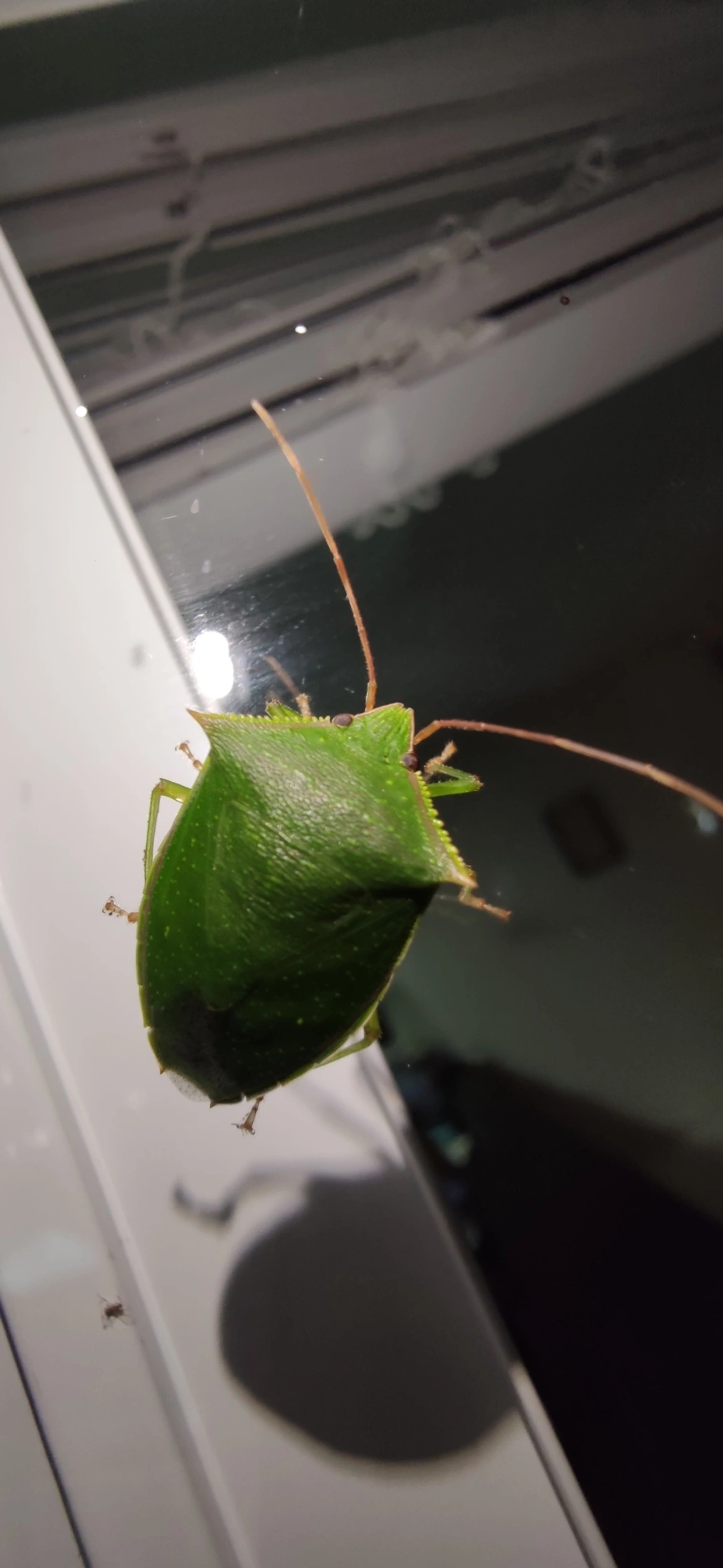 Percevejo-verde (Loxa viridis), insetos, fotografado em Maresias, São Sebastião