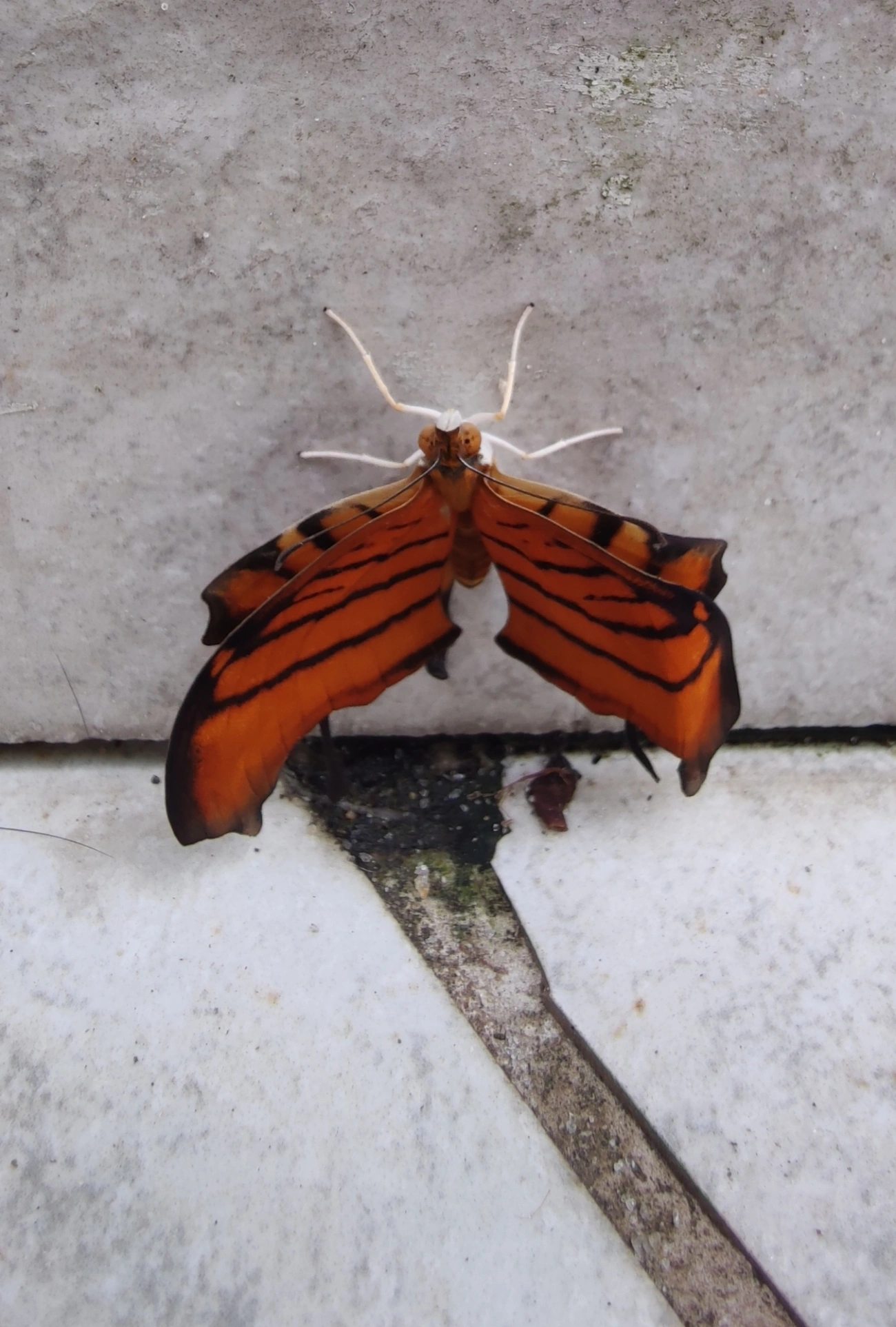 Borboleta-Asas-de-Punhal (Marpesia petreus), insetos, fotografado em Maresias, São Sebastião