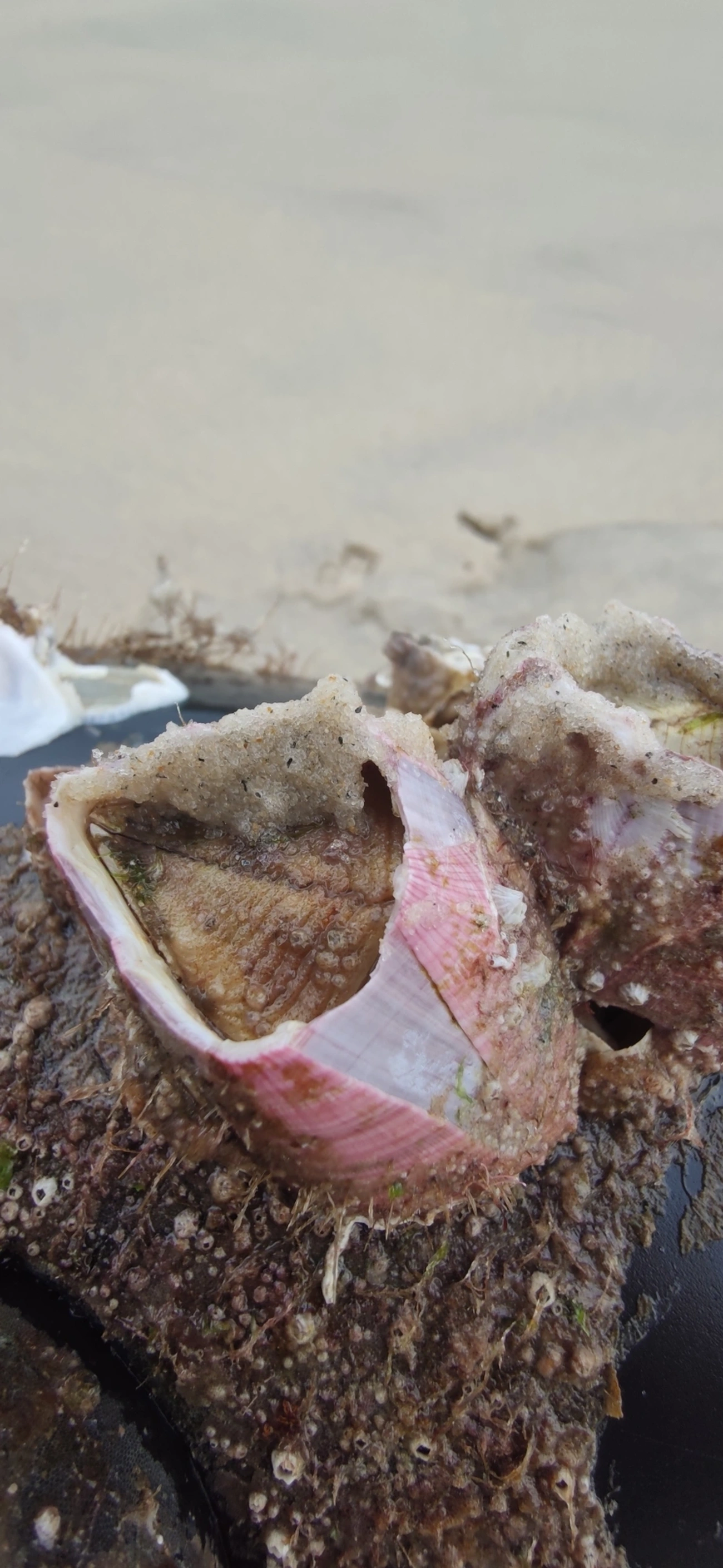 Megabalanus, crustáceos, fotografado em Maresias, São Sebastião