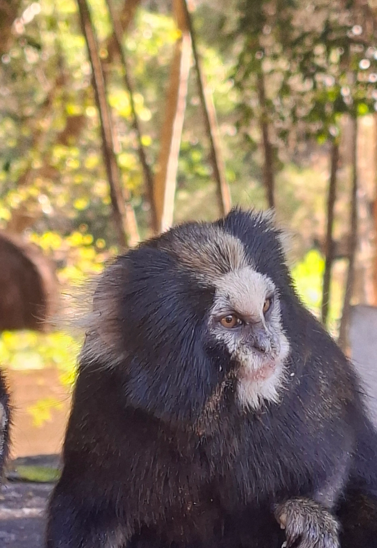 Sagui-da-serra-escuro (Callithrix aurita), mamíferos, fotografado em São Sebastião