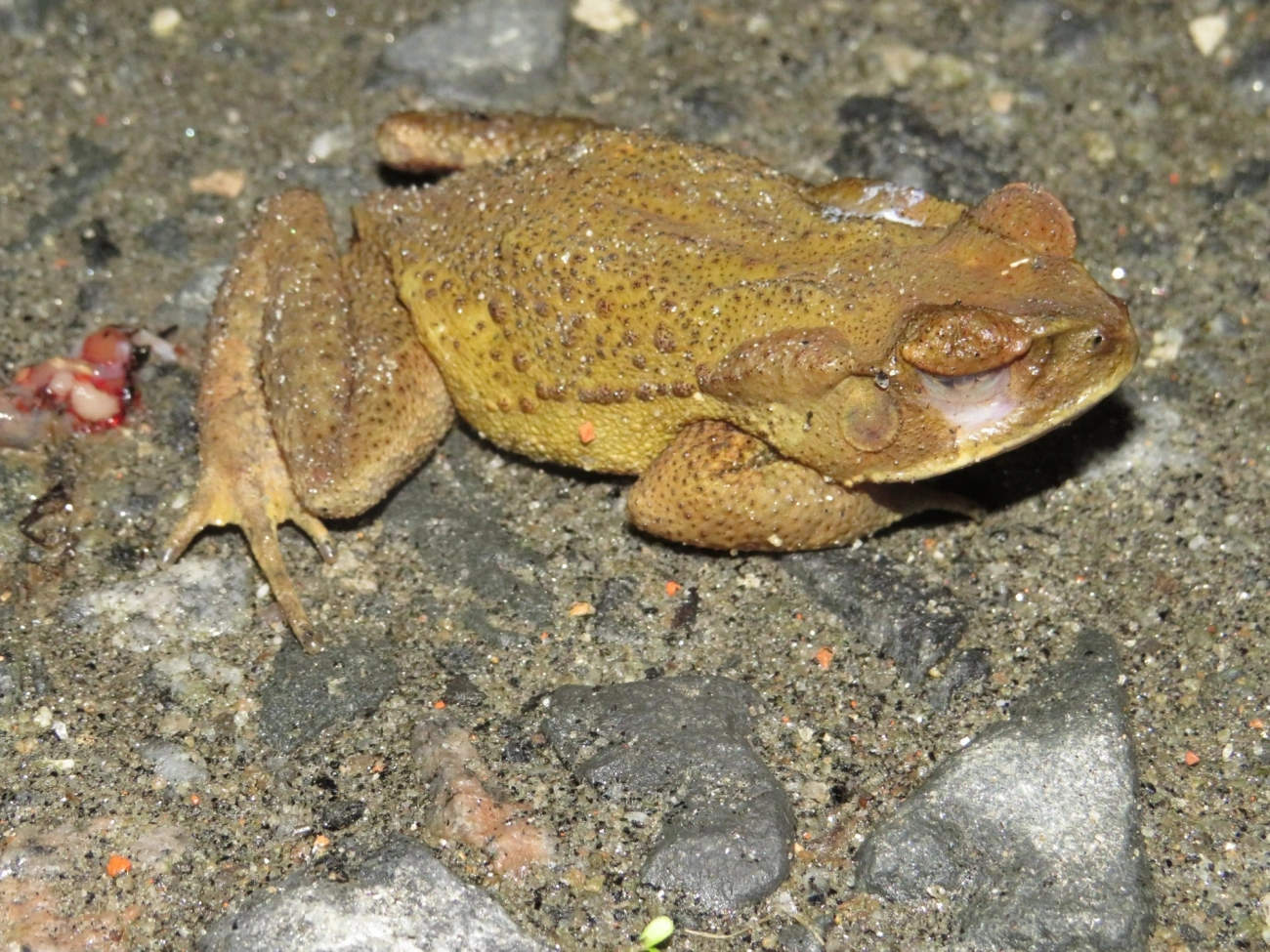 Cururu-amarelo (Rhinella icterica), anfíbios, fotografado em Maresias, São Sebastião