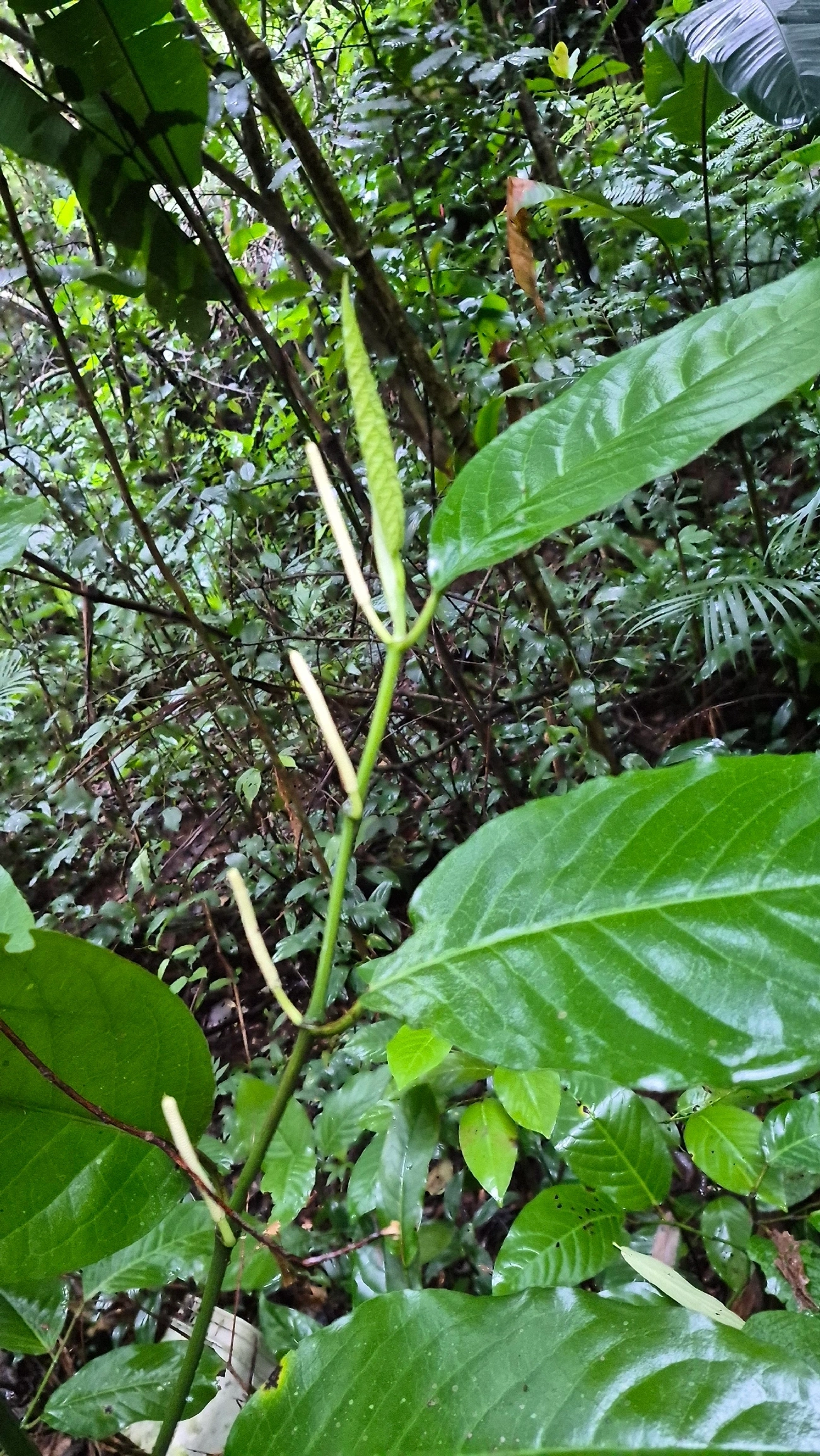 Piper arboreum, plantas, fotografado em Maresias, São Sebastião