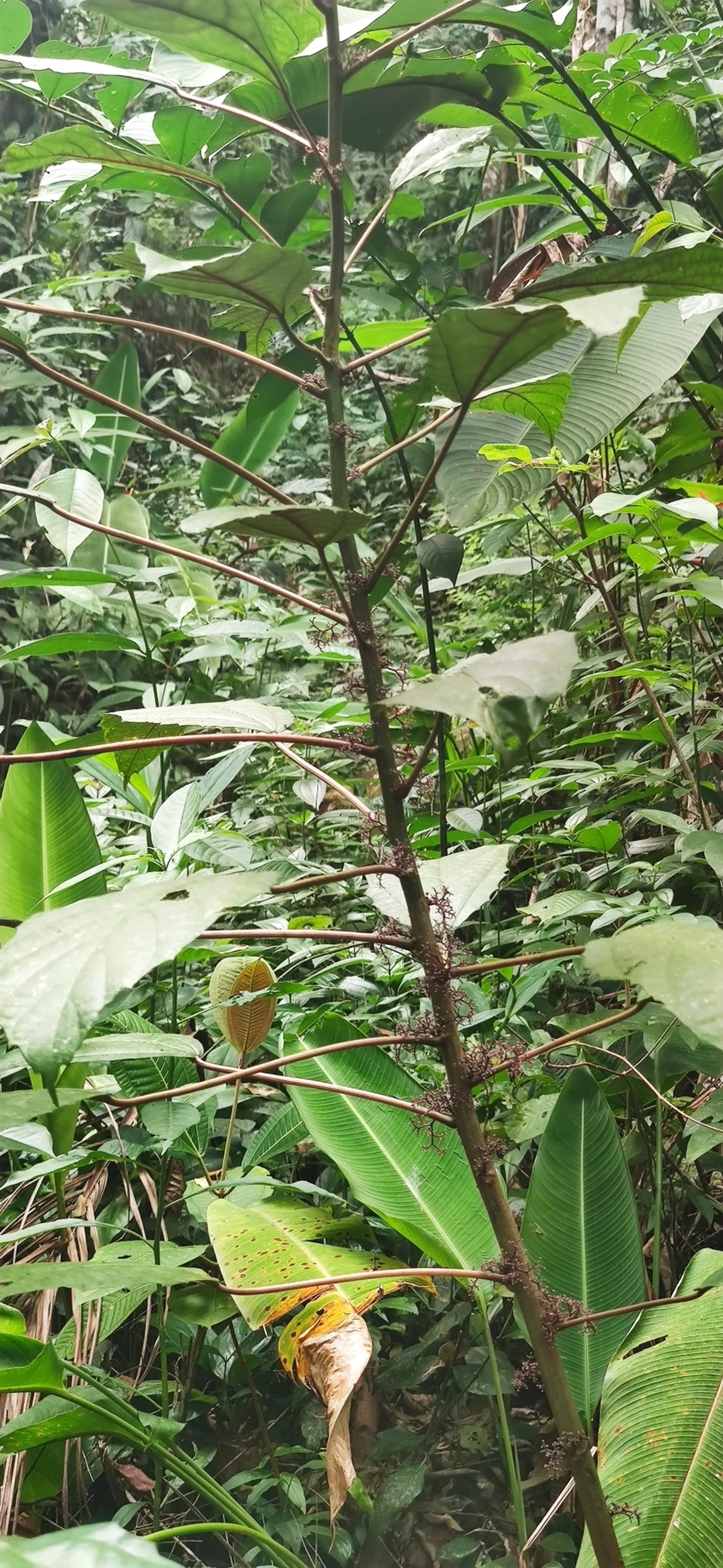 Urtigão (Urera nitida), plantas, fotografado em Maresias, São Sebastião