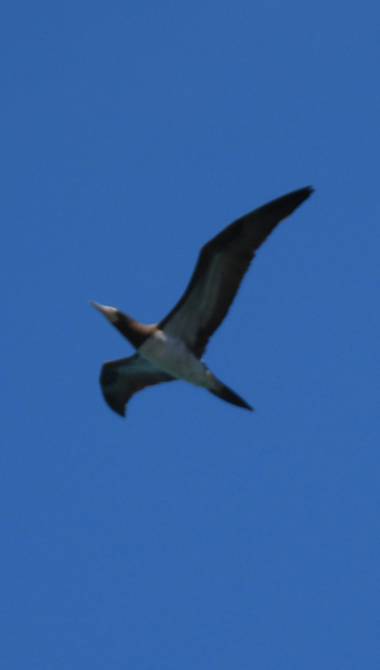 Atobá-pardo (Sula leucogaster), aves, fotografado em Maresias, São Sebastião
