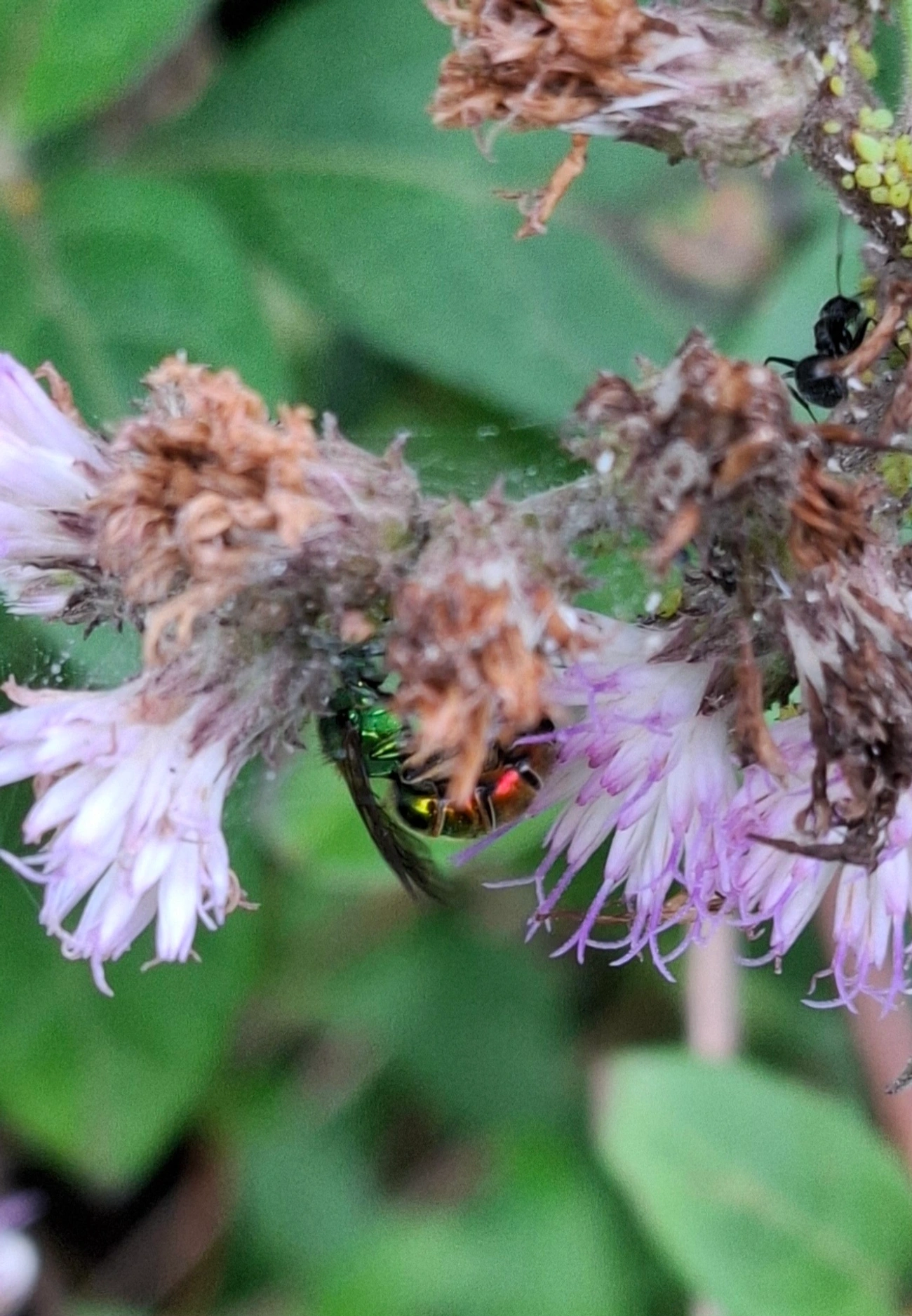Augochloropsis, insetos, fotografado em Maresias, São Sebastião