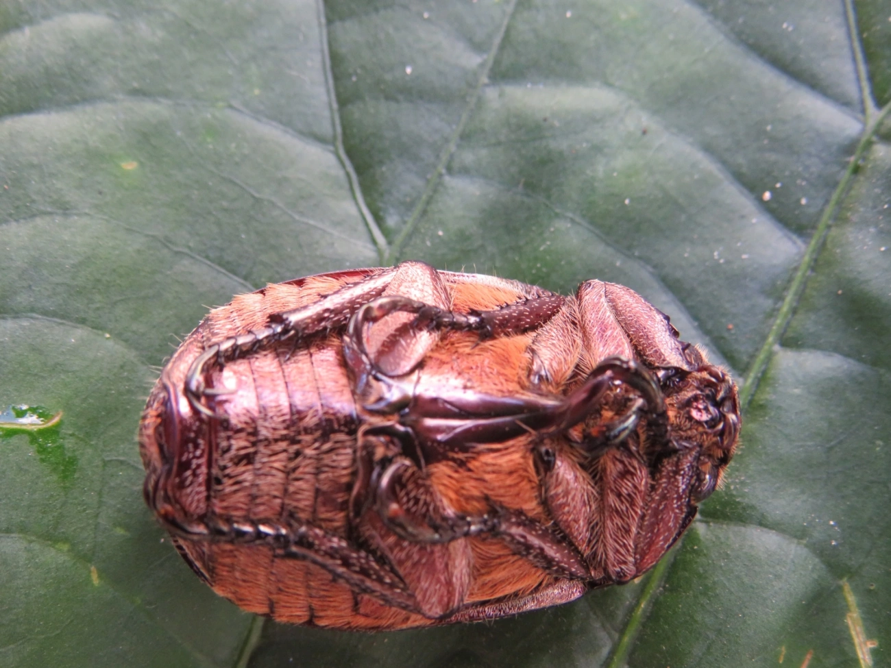 Escaravelhos (Scarabaeidae), insetos, fotografado em Maresias, São Sebastião