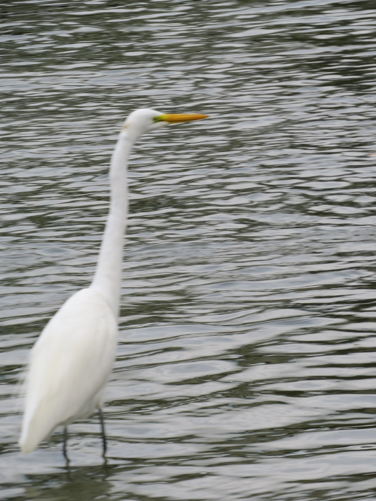 Garça-branca-grande (Ardea alba), aves, fotografado em Centro, São Sebastião