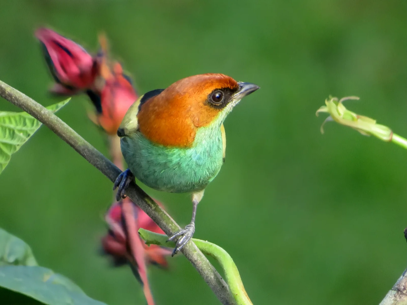 Saíra-sapucaia (Stilpnia peruviana), aves, fotografado em São Paulo
