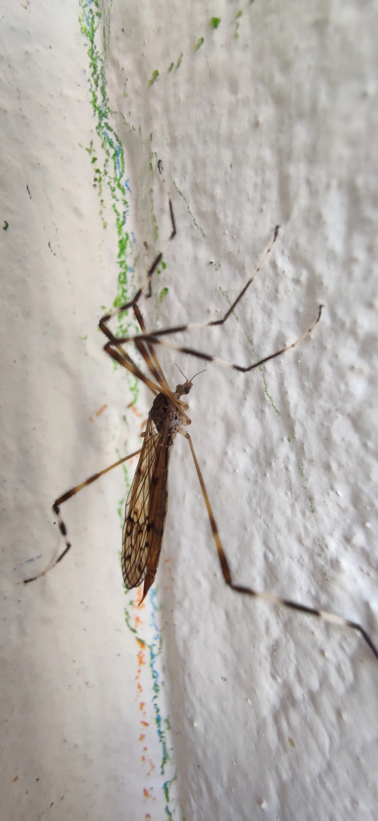 Lecteria bicornuta, insetos, fotografado em Maresias, São Sebastião