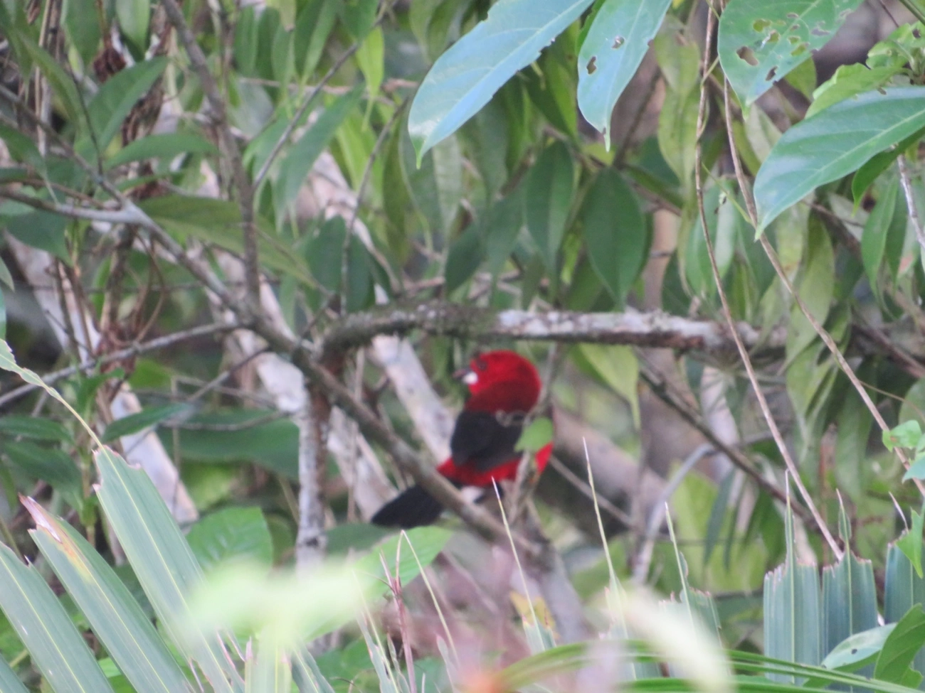 Tiê-sangue (Ramphocelus bresilius), aves, fotografado em Maresias, São Sebastião