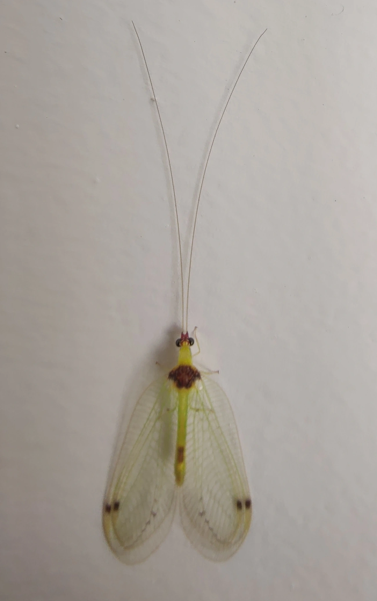 Leucochrysa, insetos, fotografado em Maresias, São Sebastião